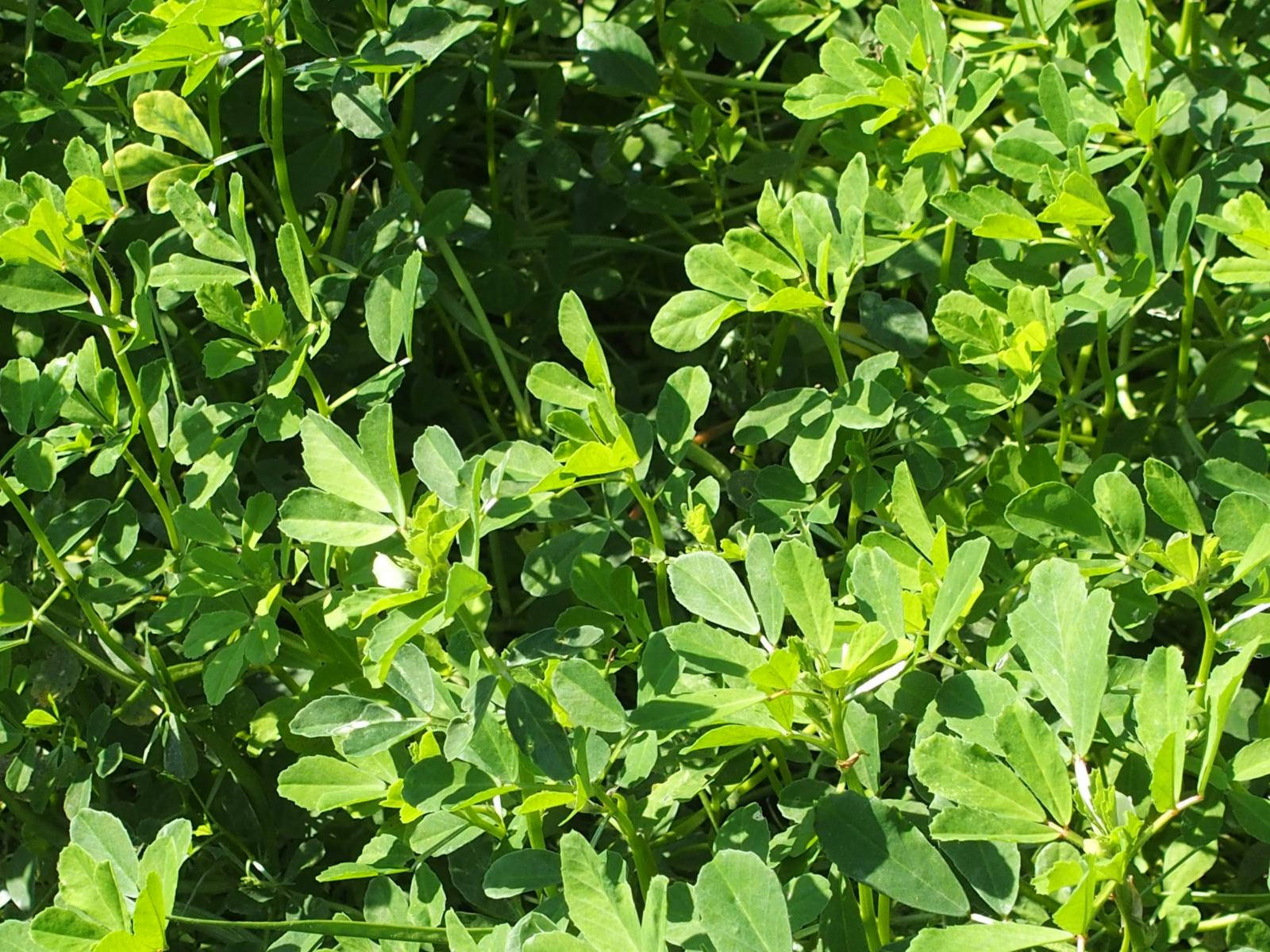 Full Grown Fenugreek Background