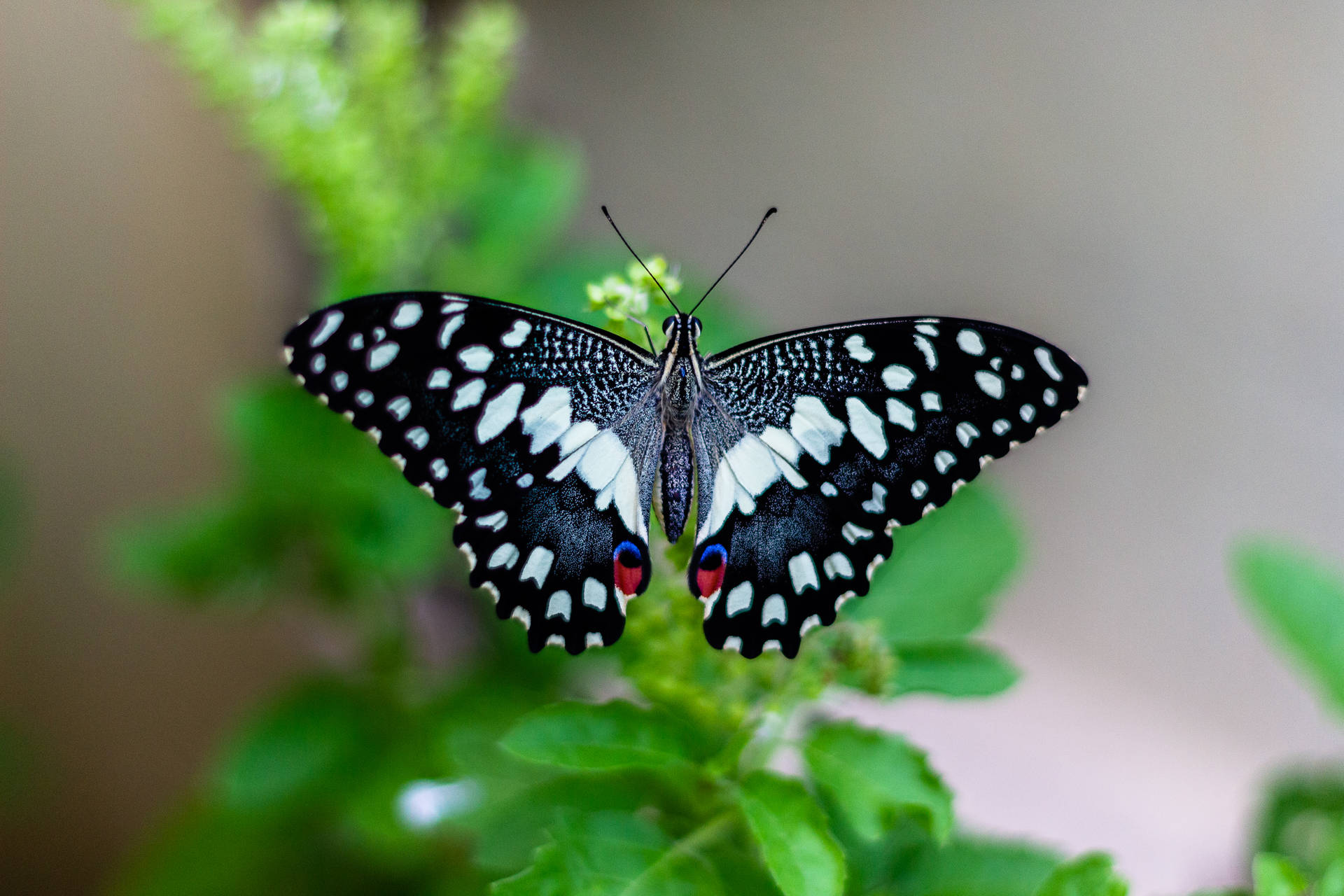 Full Hd Butterfly Black White Open Wings Background