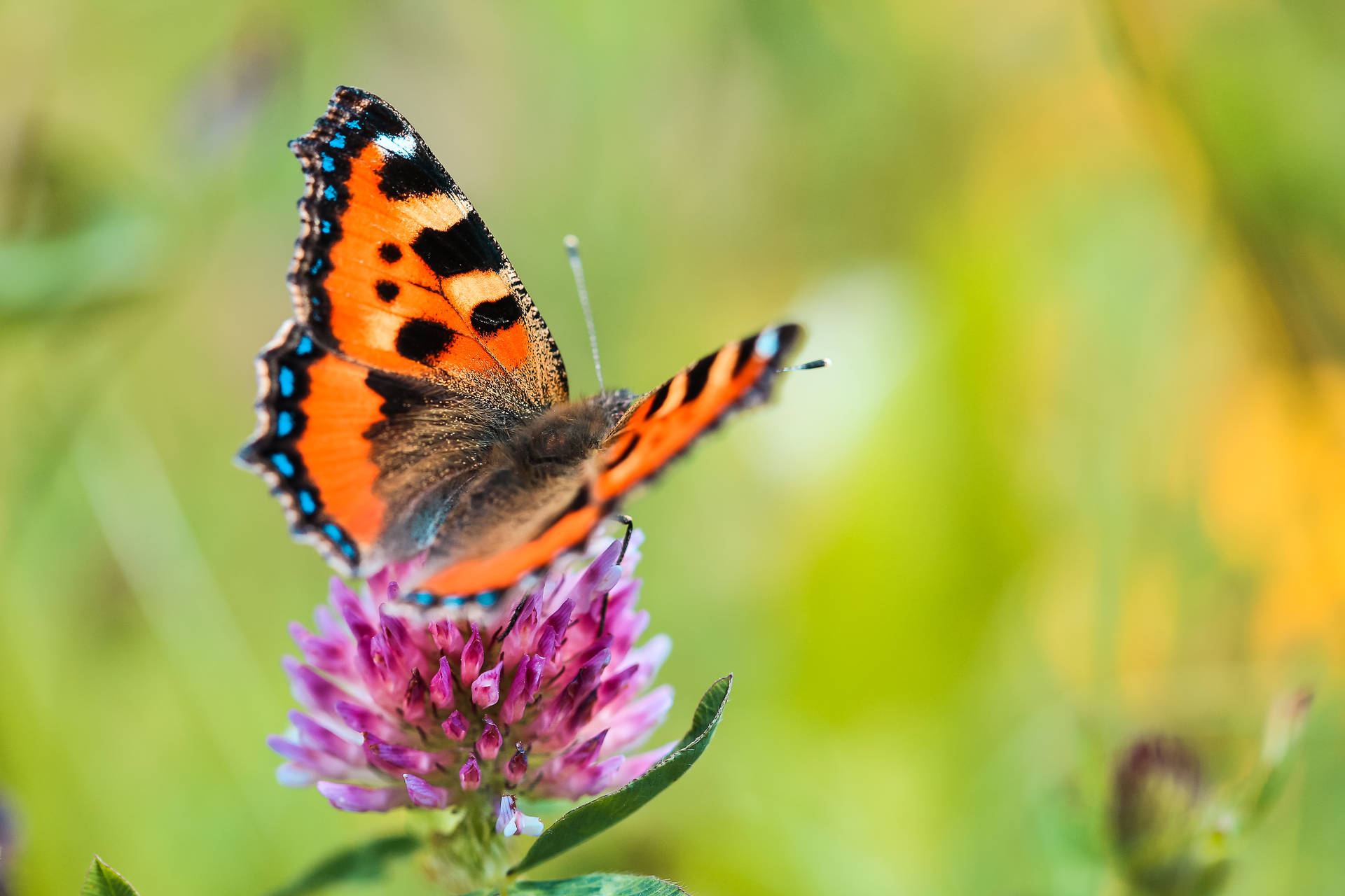 Full Hd Butterfly Closeup Background