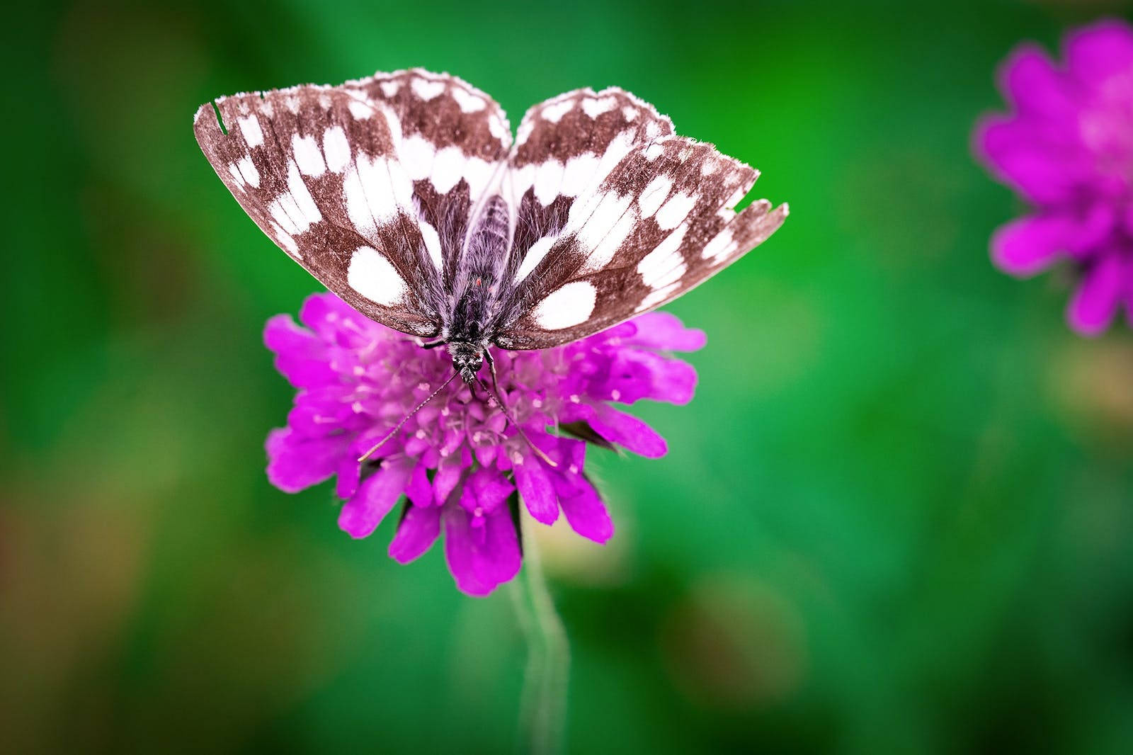 Full Hd Butterfly On Purple Flower Background