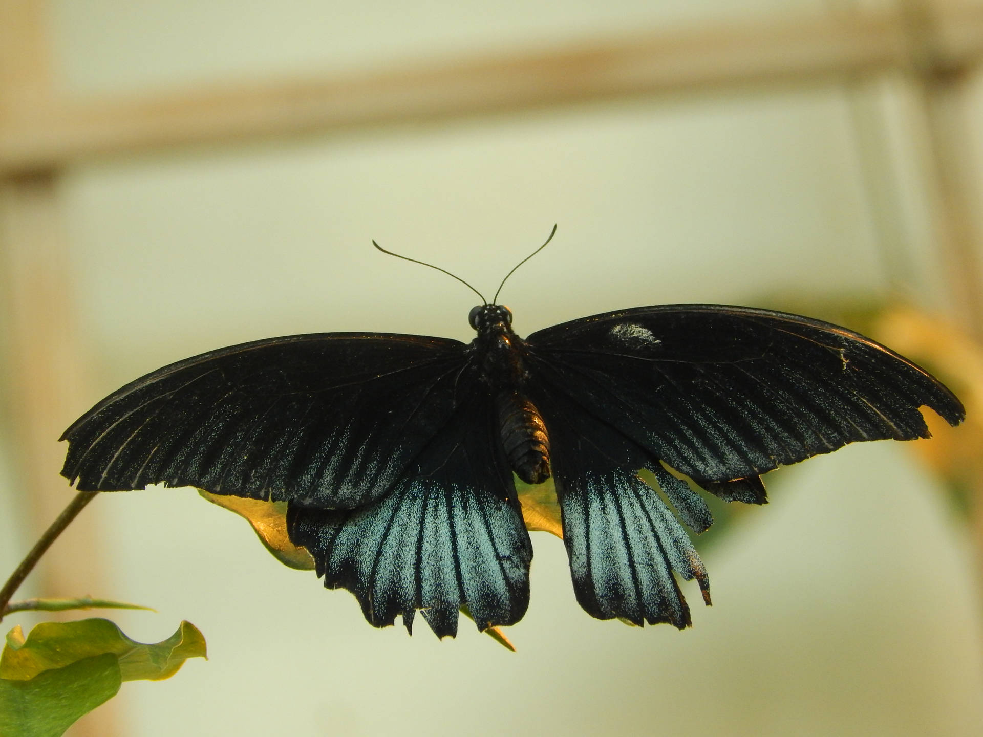 Full Hd Butterfly Papilio Memnon Background
