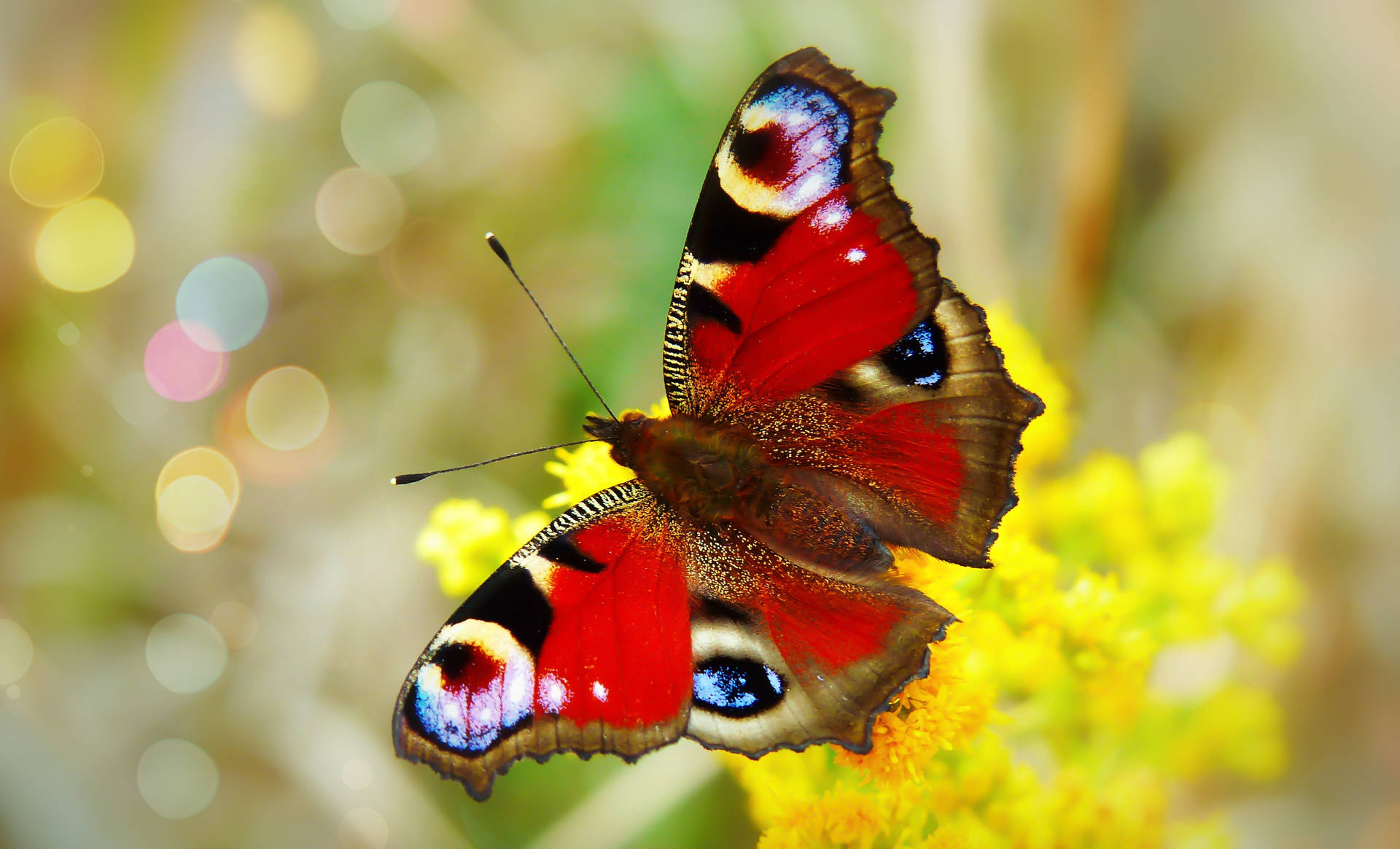 Full Hd Butterfly Red Multicolored Background