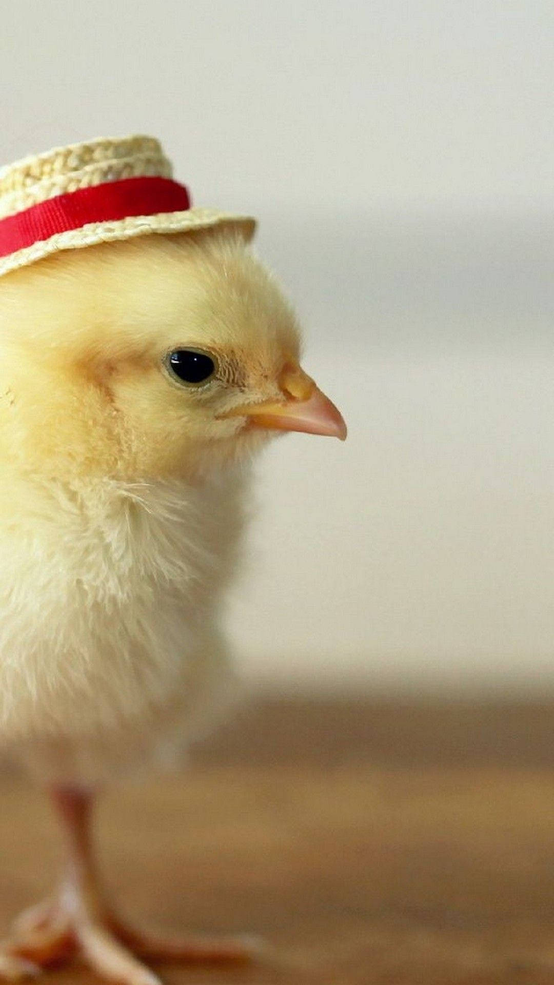 Full Hd Chick Wearing Hat Android Background