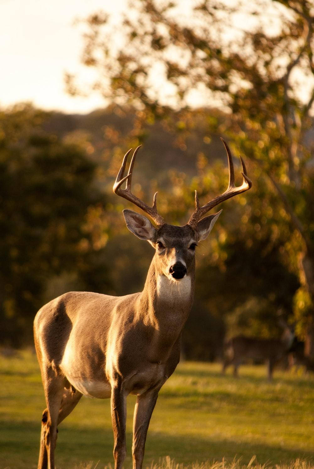Full Hd Deer At Sunset Android