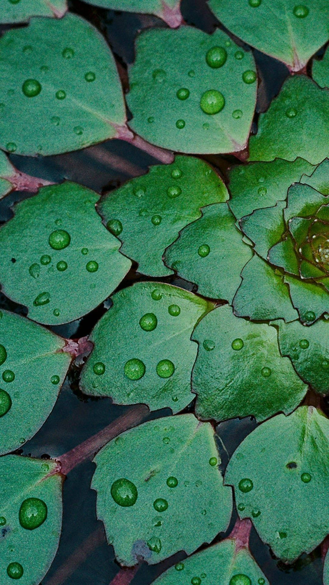 Full Hd Dew Drops On Leaves Android Background