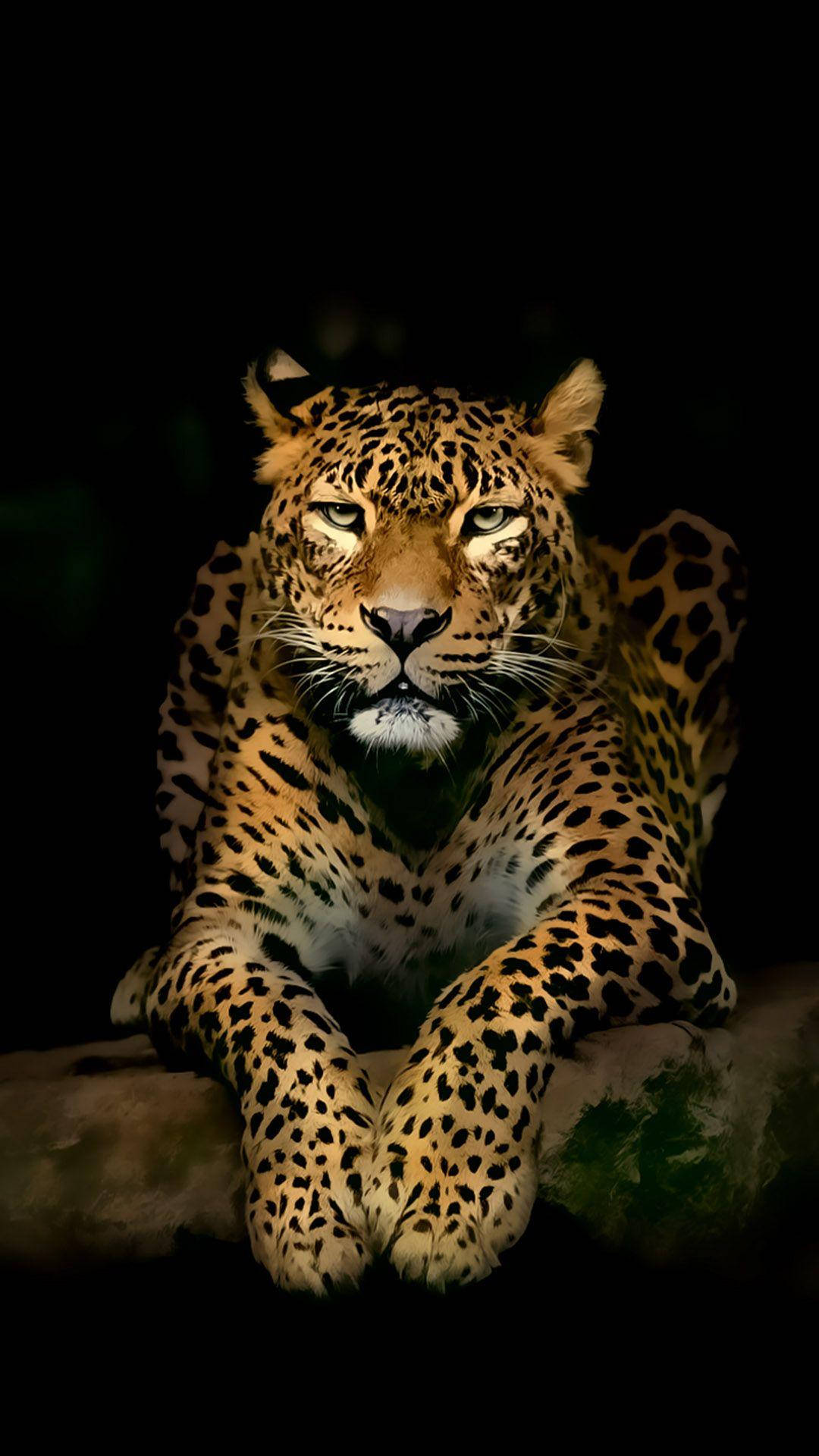Full Hd Leopard On Ground Android Background