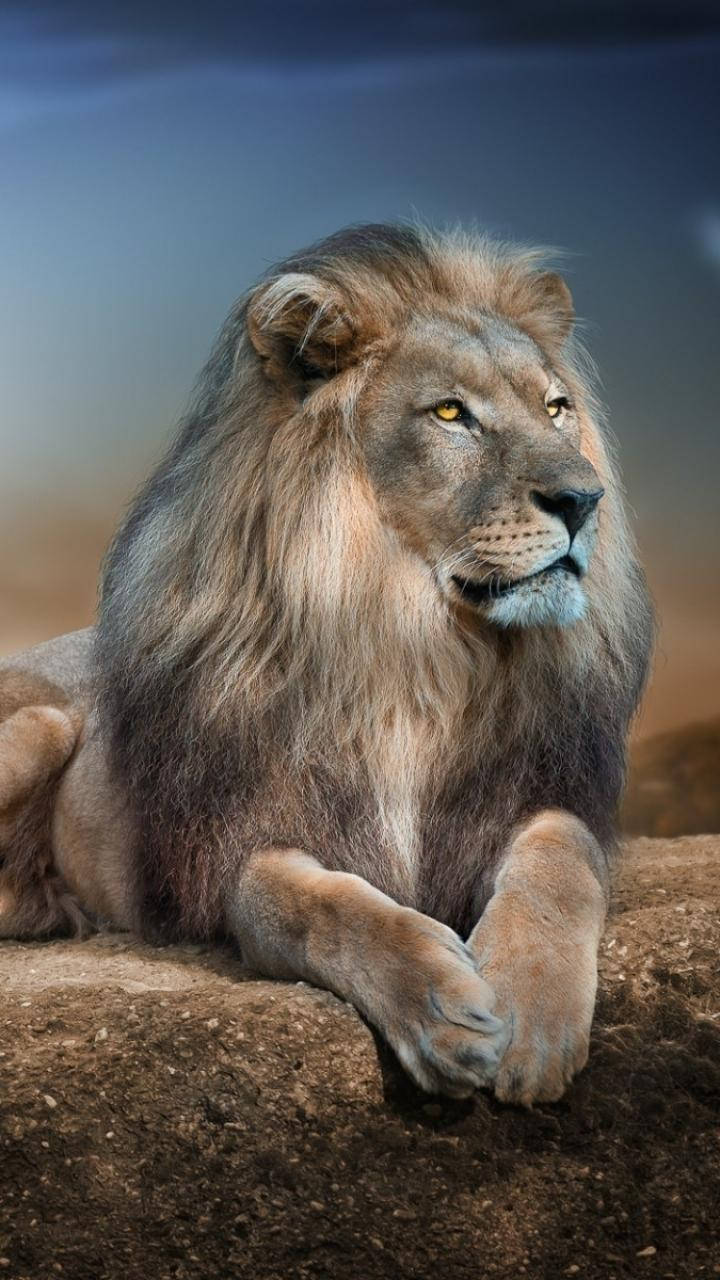 Full Hd Lion On Rock Android Background