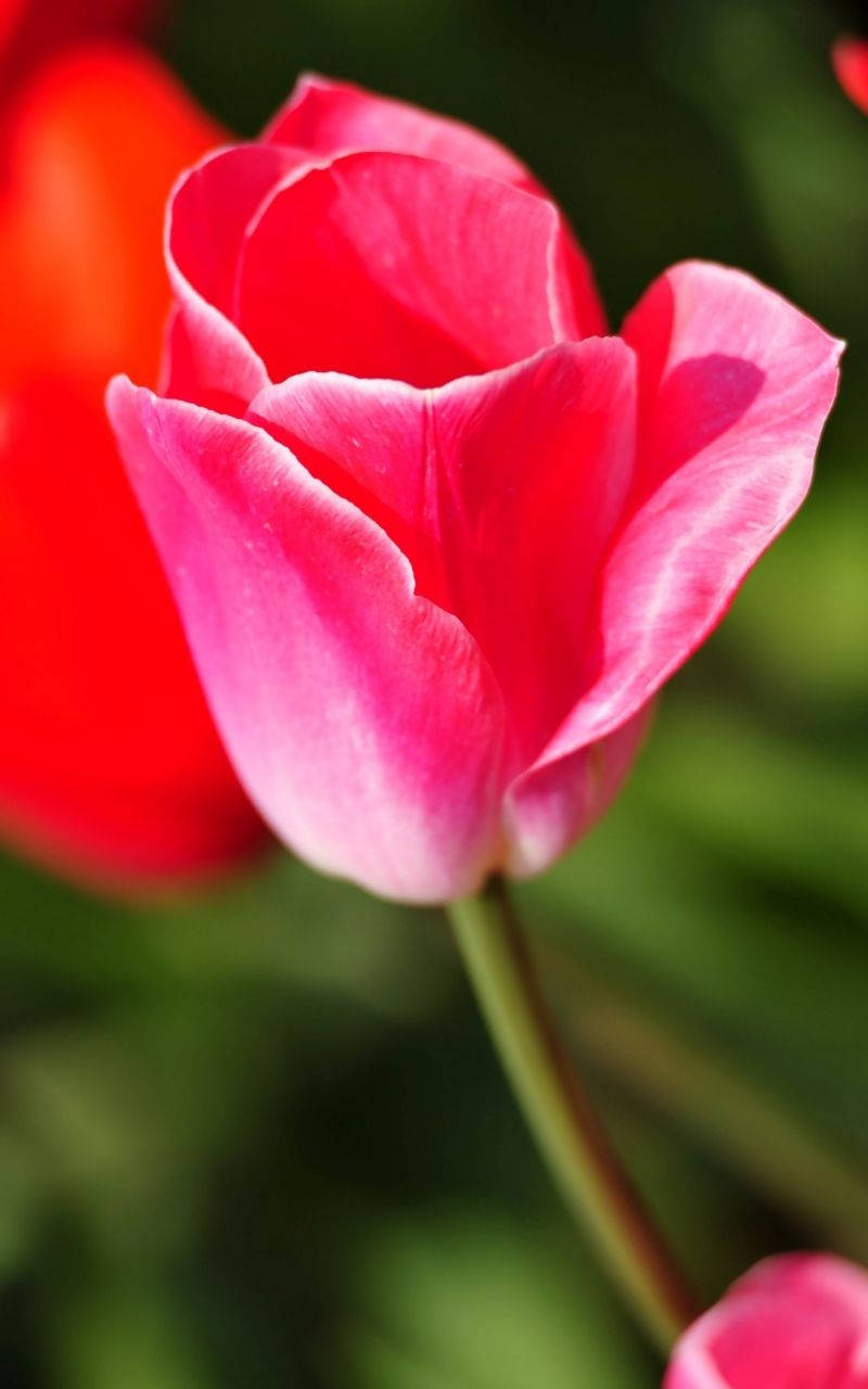 Full Hd Pink Tulip Android