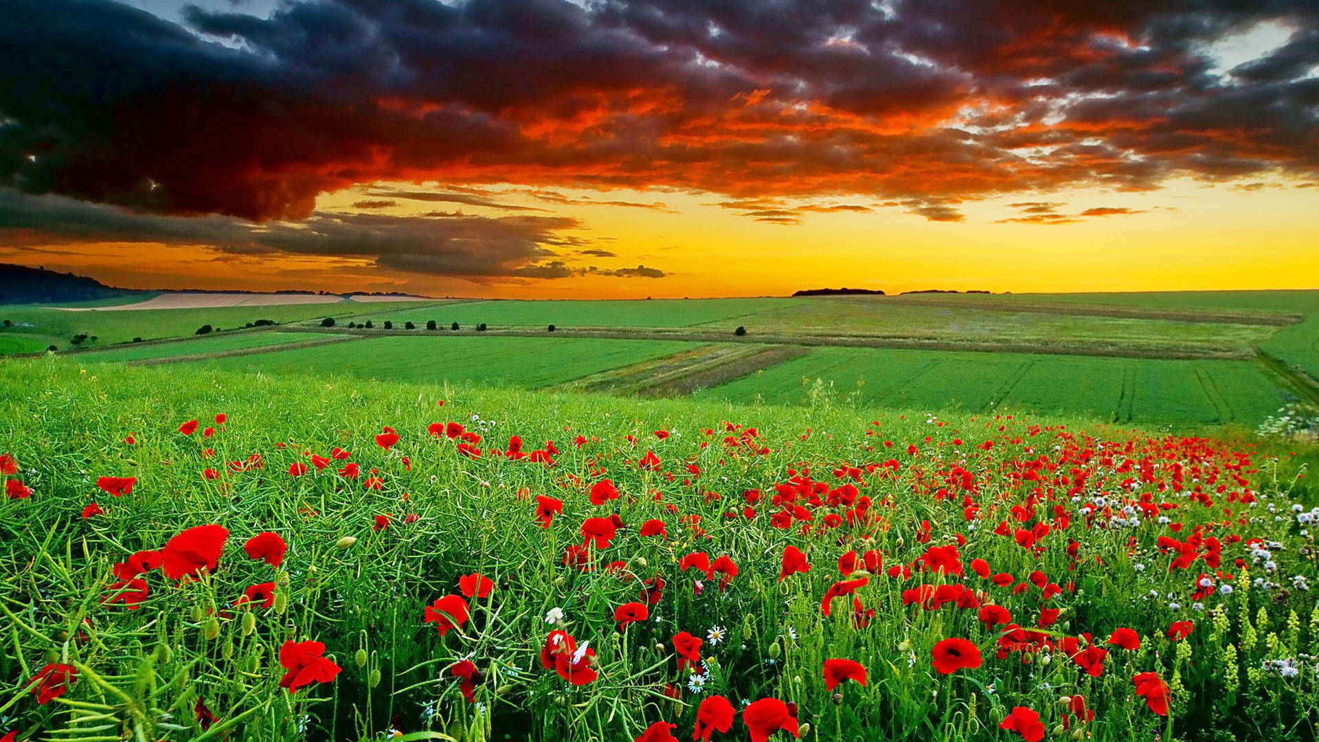 Full Hd Tablet Red Flower Field