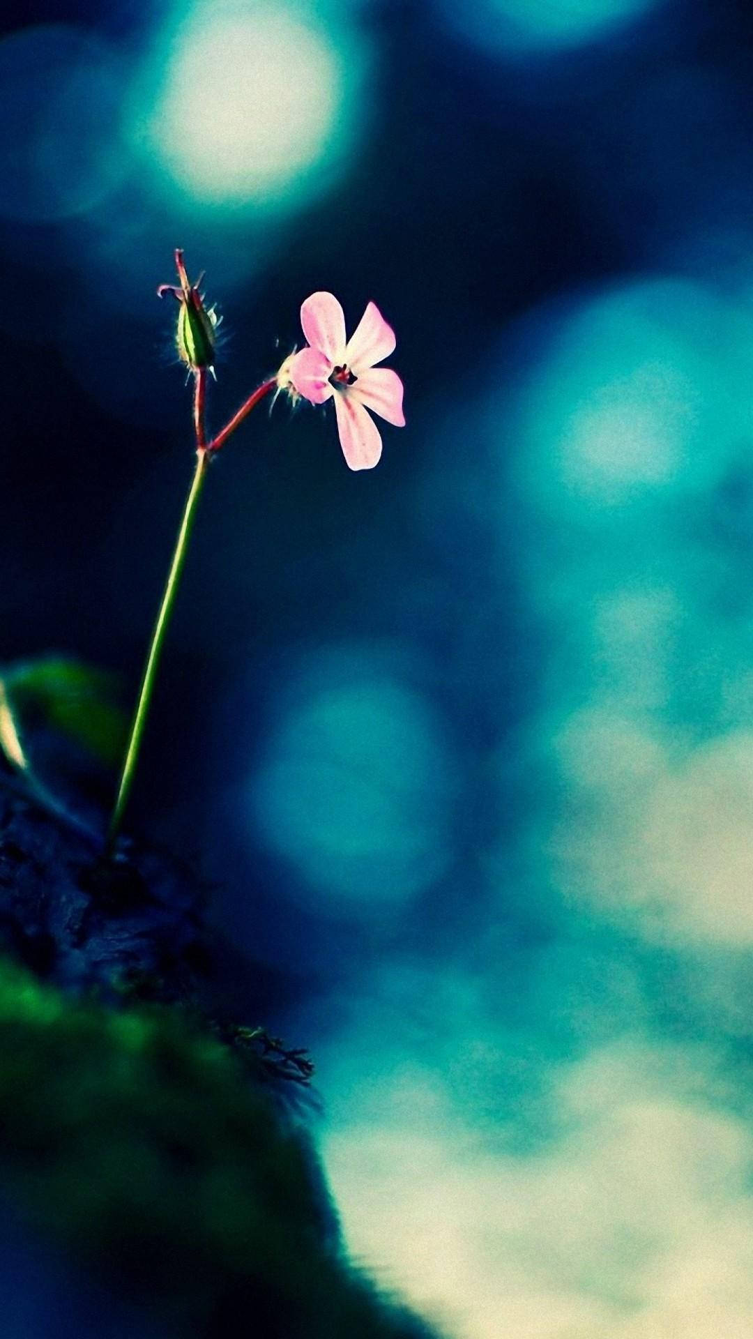 Full Hd Tiny Flower Growing Android Background