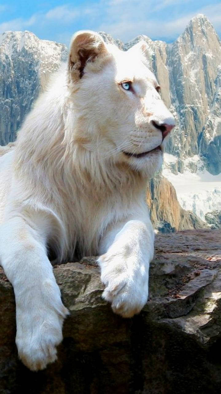 Full Hd Transvaal Lion Android Background