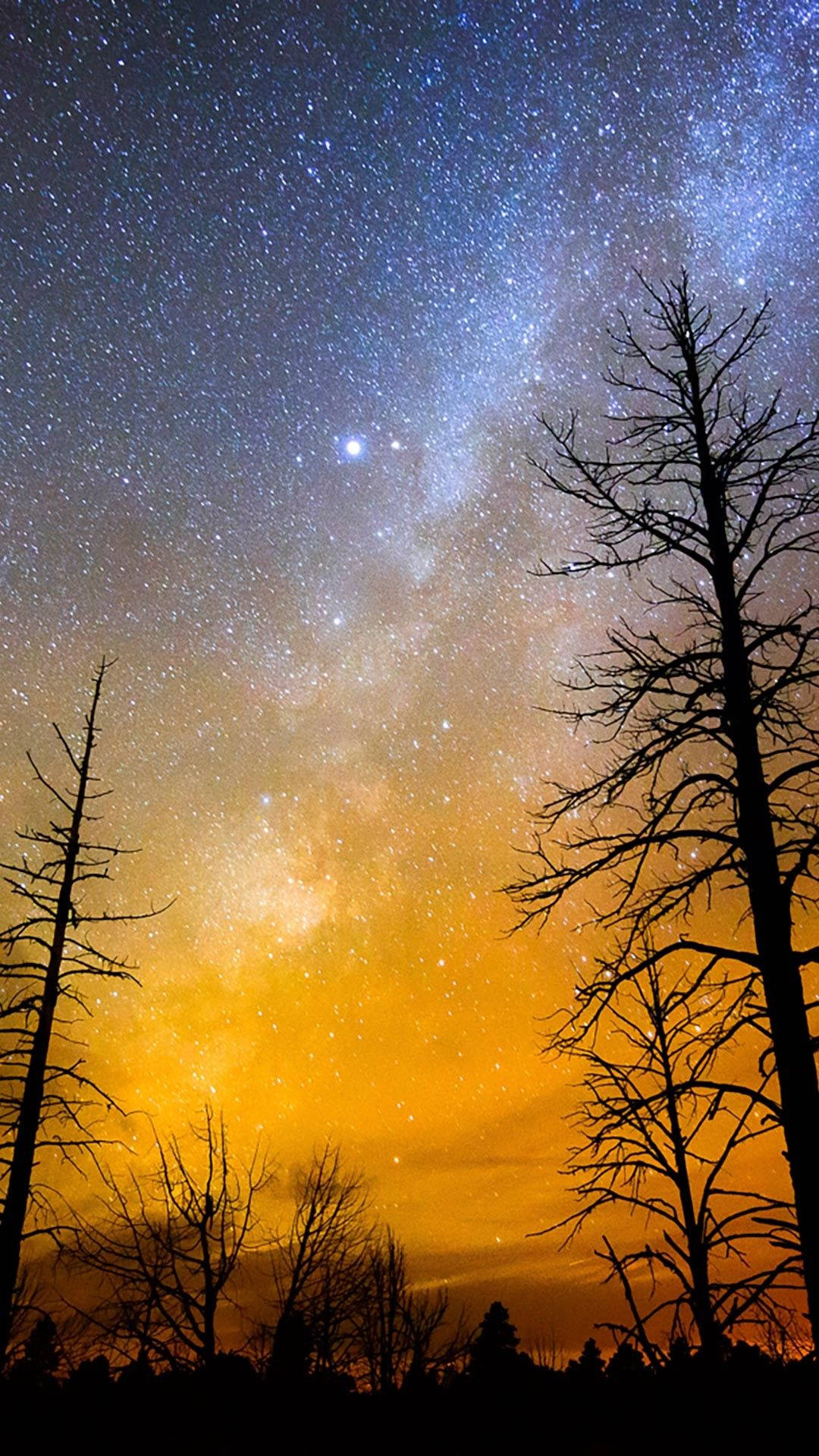 Full Hd Trees Under Night Sky Android