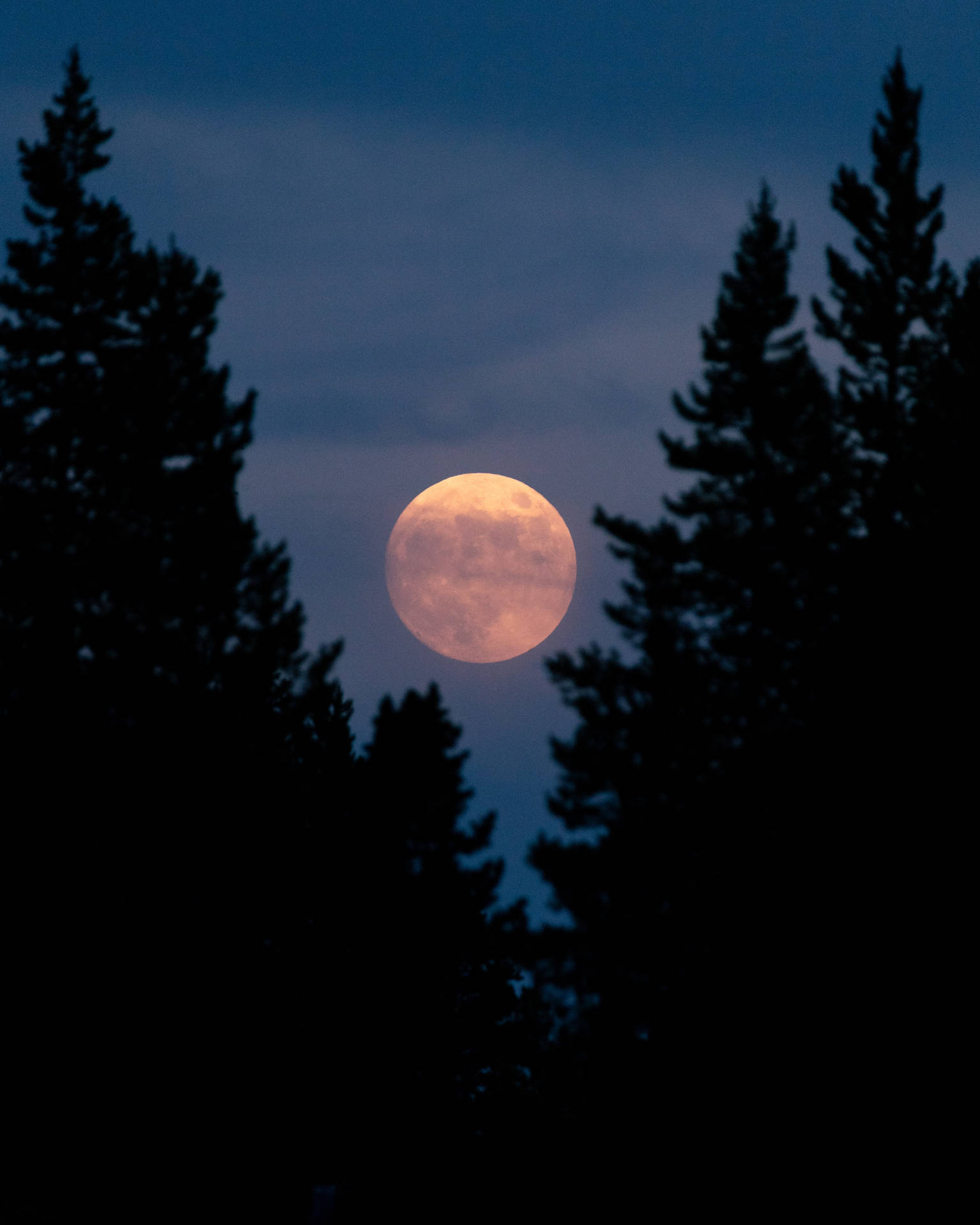 Full Moon Amongst Trees Background