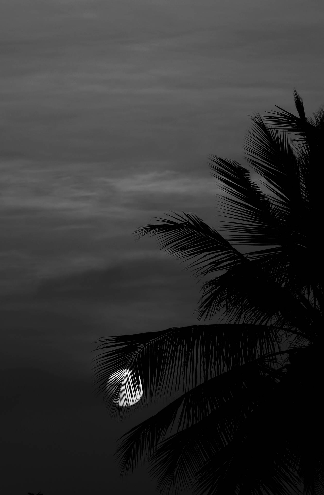 Full Moon Behind Palm Trees Background