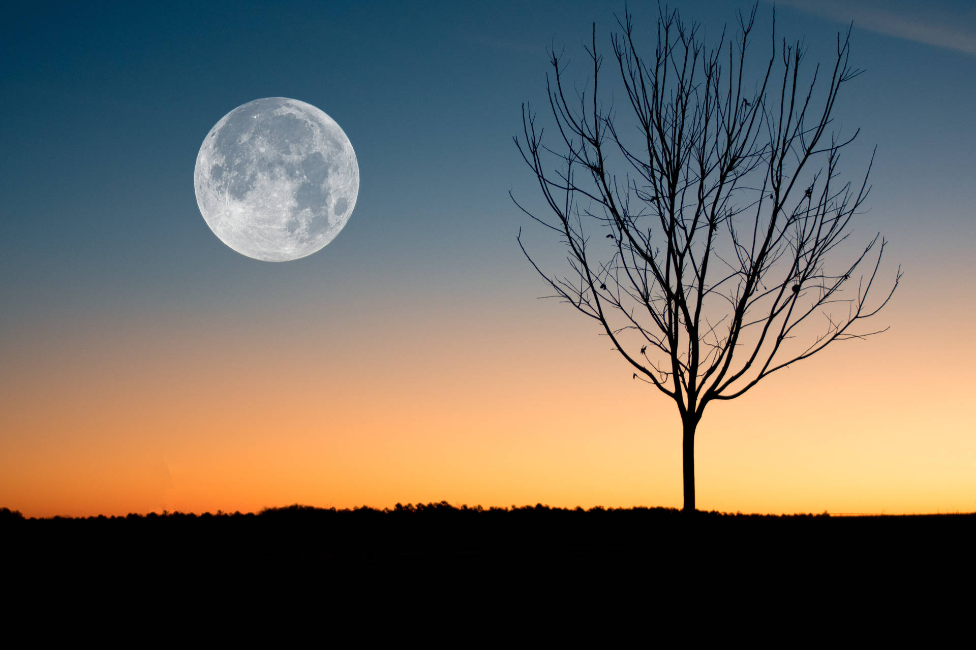 Full Moon By Bare Tree