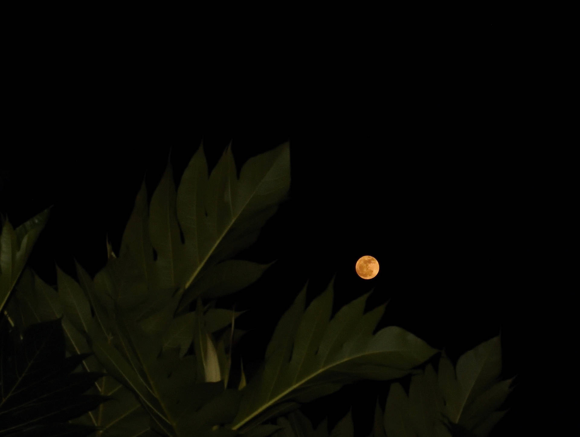 Full Moon Over Leaves Background