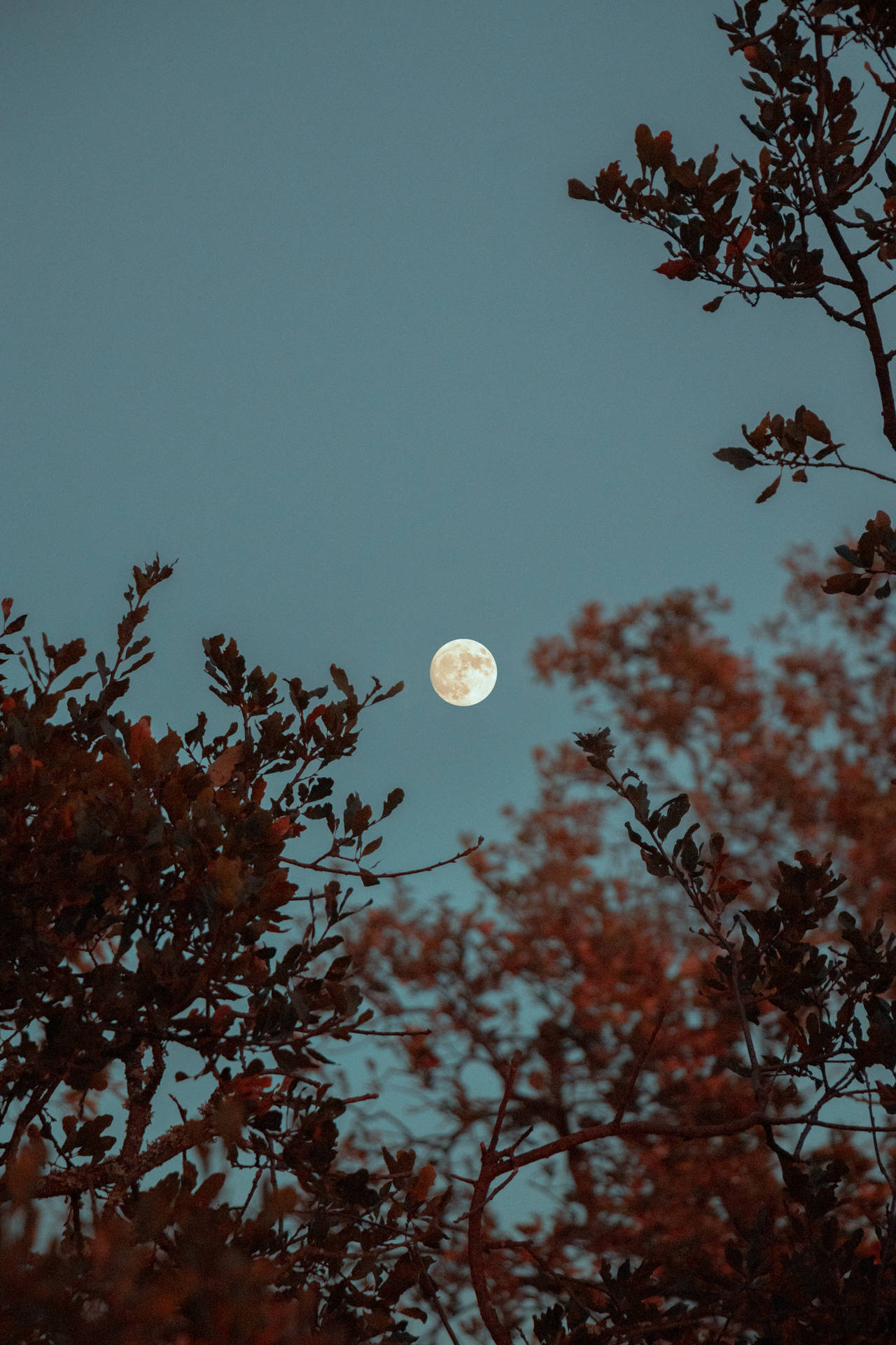Full Moon Over Trees Background
