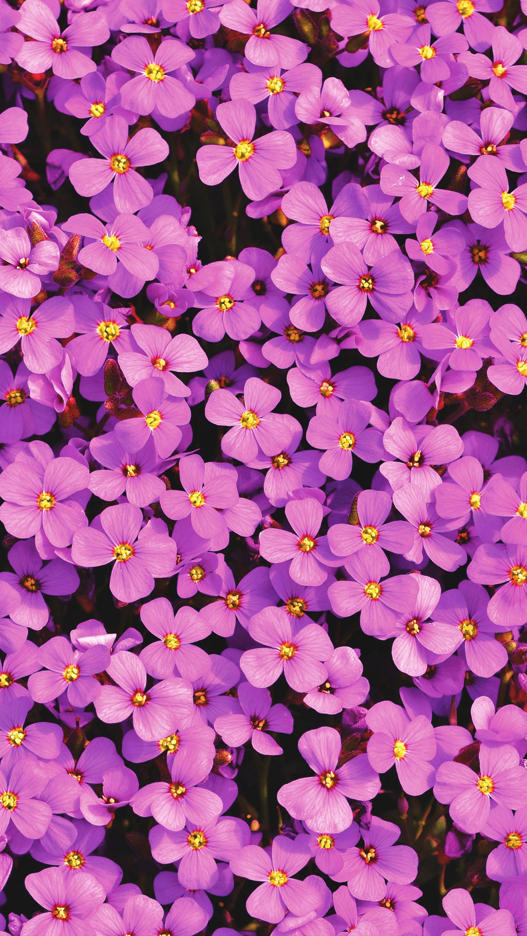 Full Screen 4k Flowers Aubrieta Portrait Background