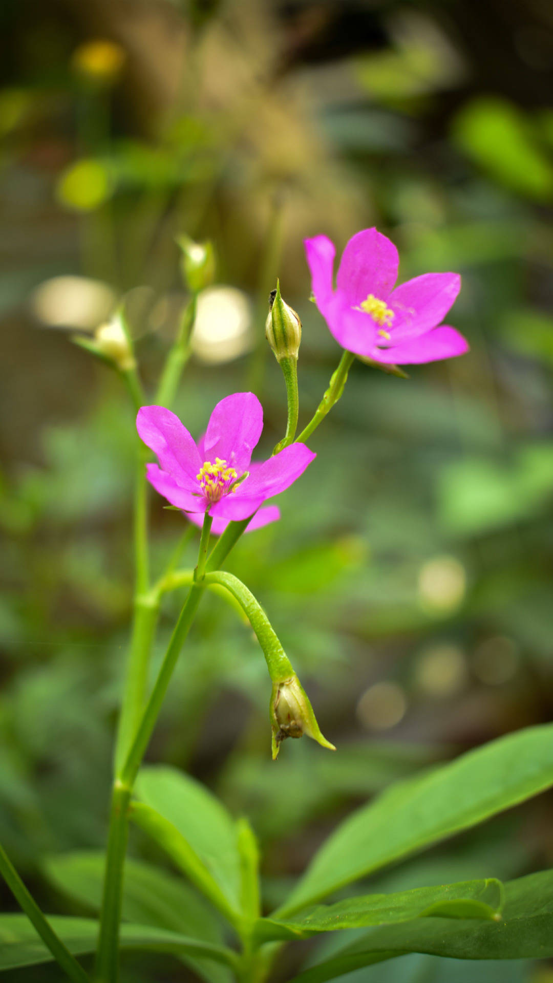 Full Screen 4k Flowers Calandrinia Portait Background