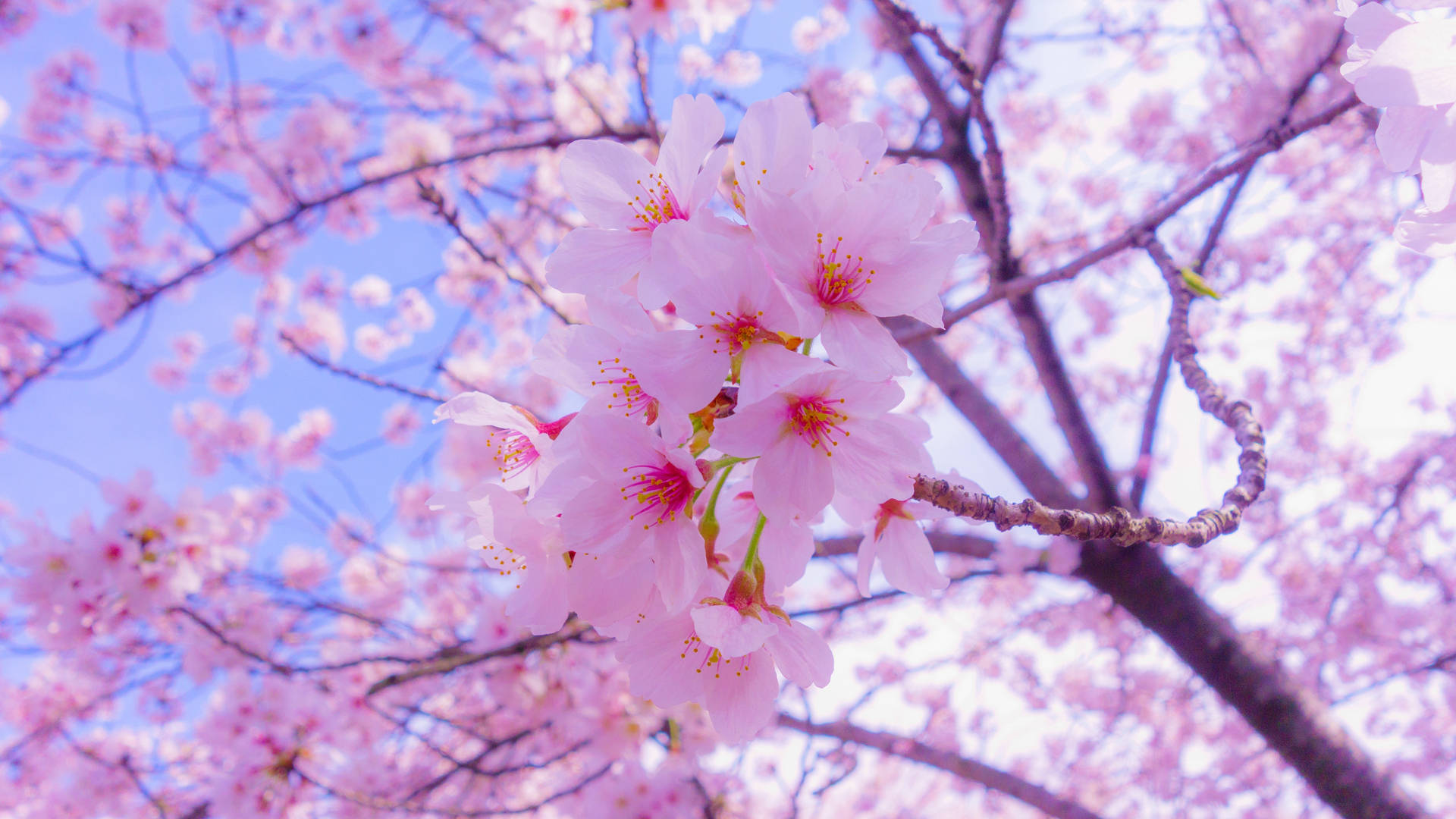 Full Screen 4k Flowers Cherry Blossoms Background