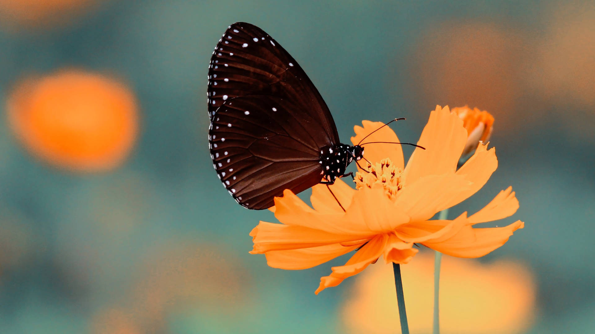 Full Screen 4k Flowers Cosmos And Butterfly