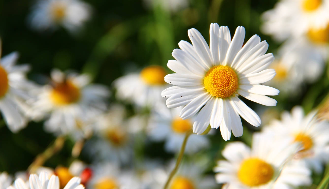 Full Screen 4k Flowers Daisy Background