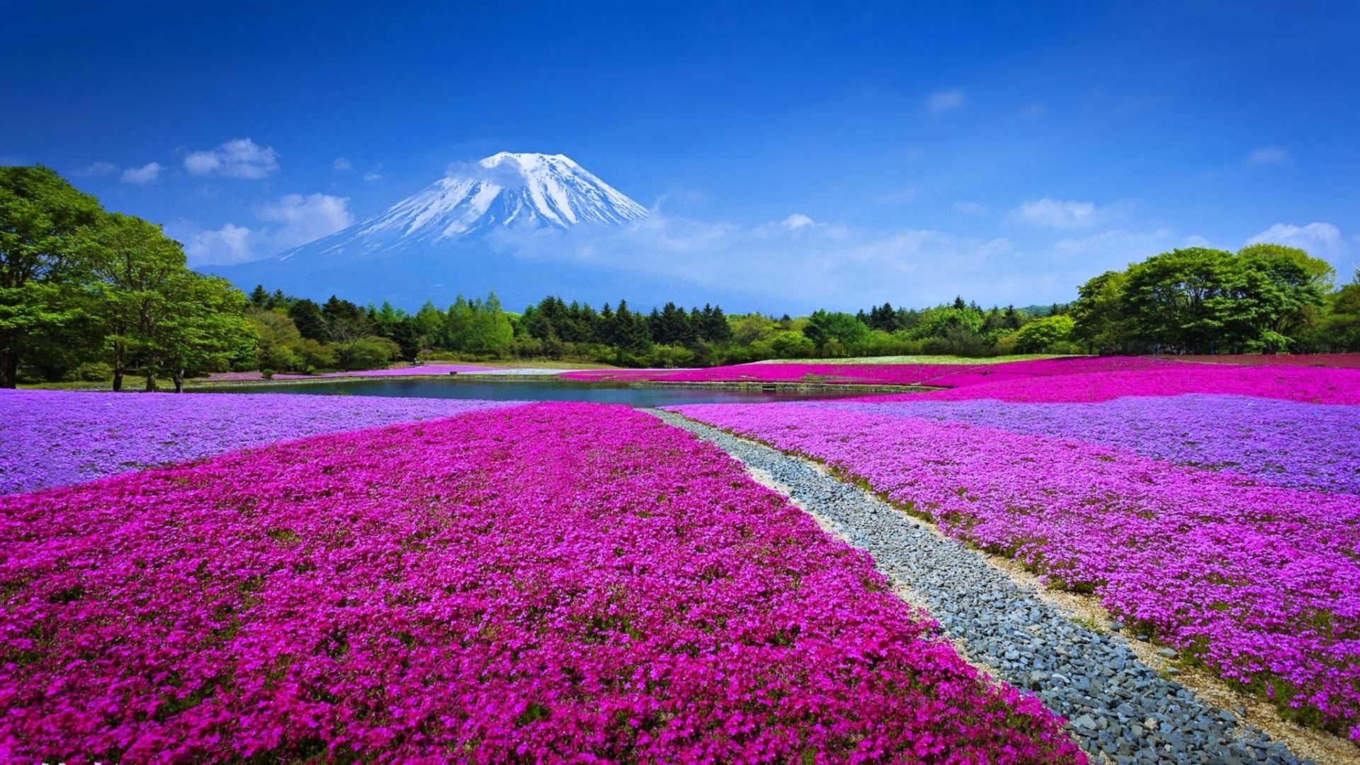 Full Screen 4k Flowers Field Mount Fuji Background