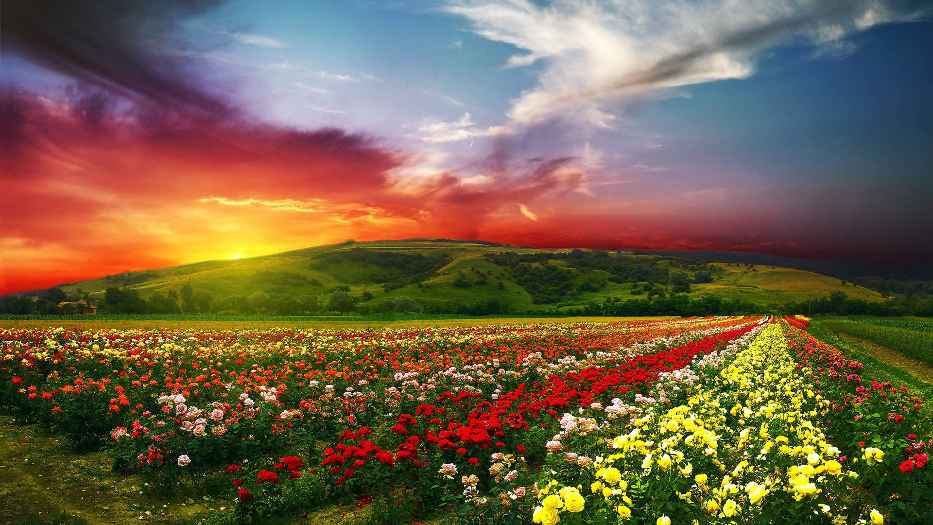 Full Screen 4k Flowers Field Sunset