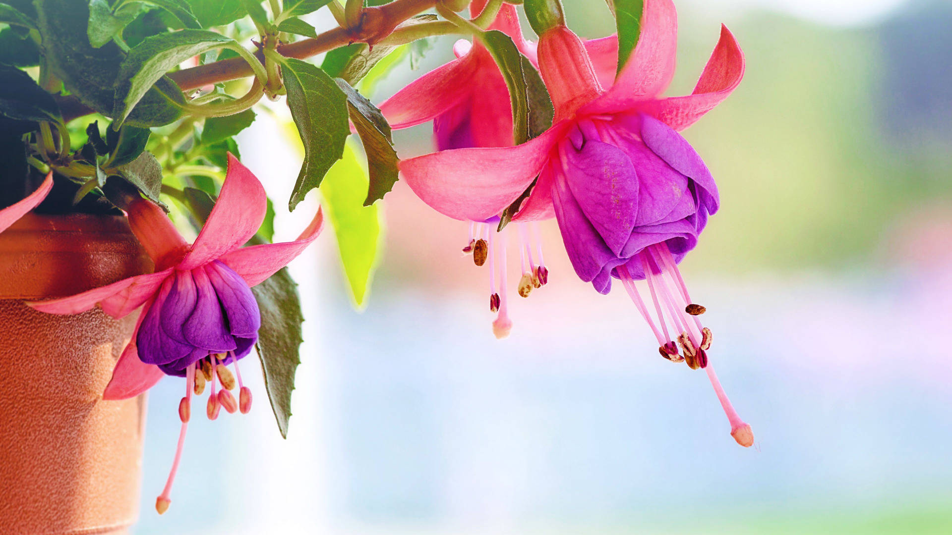 Full Screen 4k Flowers Hybrid Fuchsia Background