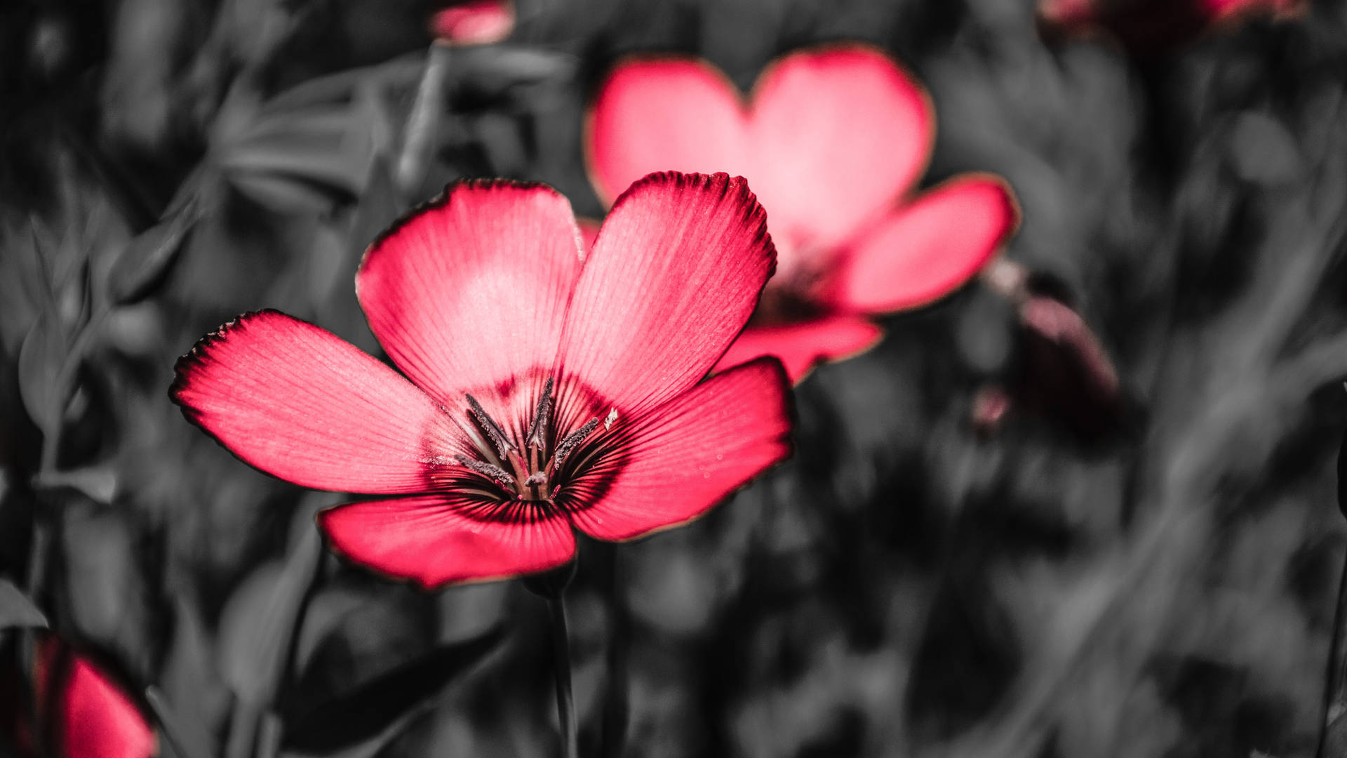 Full Screen 4k Flowers Pink Flax Background