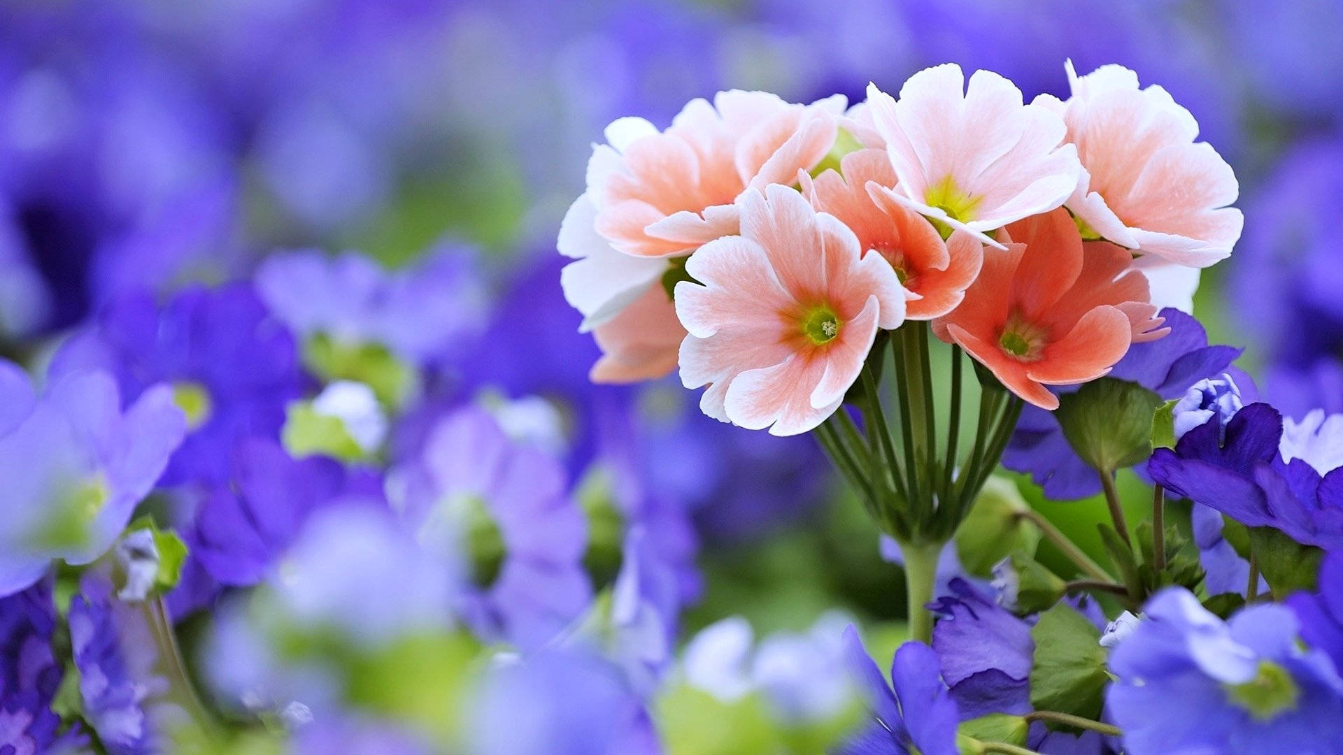 Full Screen 4k Flowers Pink Primrose Background