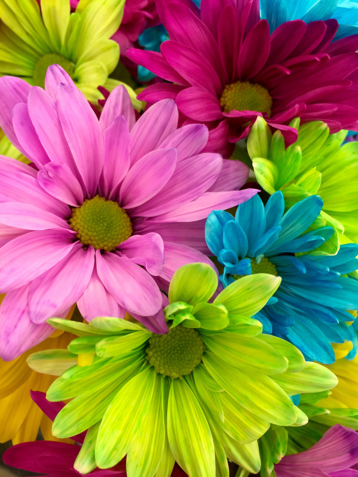 Full Screen 4k Flowers Rainbow Daisies Background