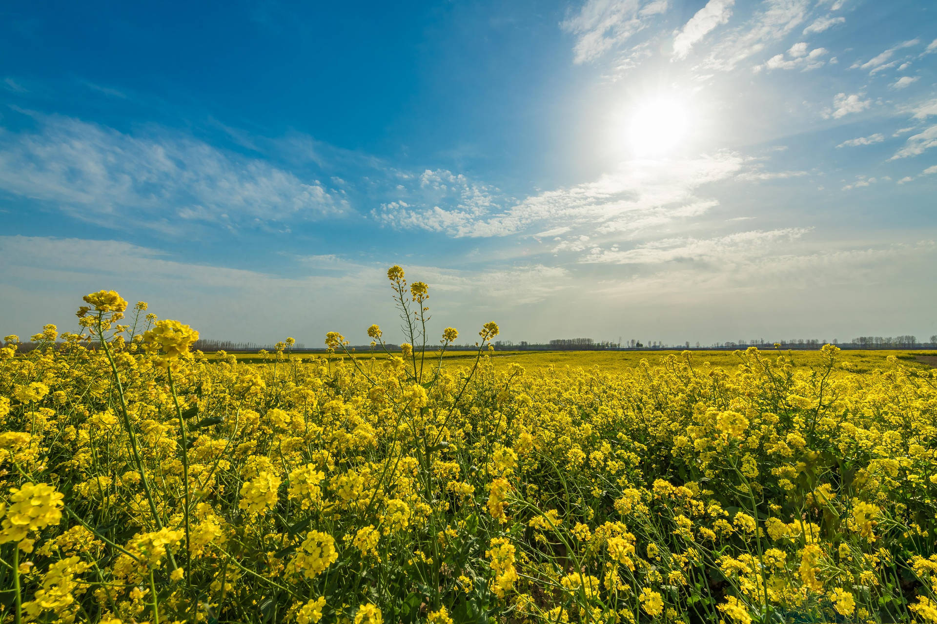 Full Screen 4k Flowers Rapeseed Field