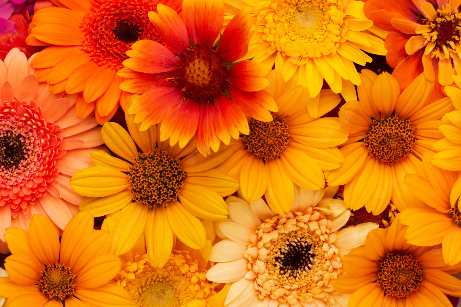 Full Screen 4k Flowers Sunflower Variety Background