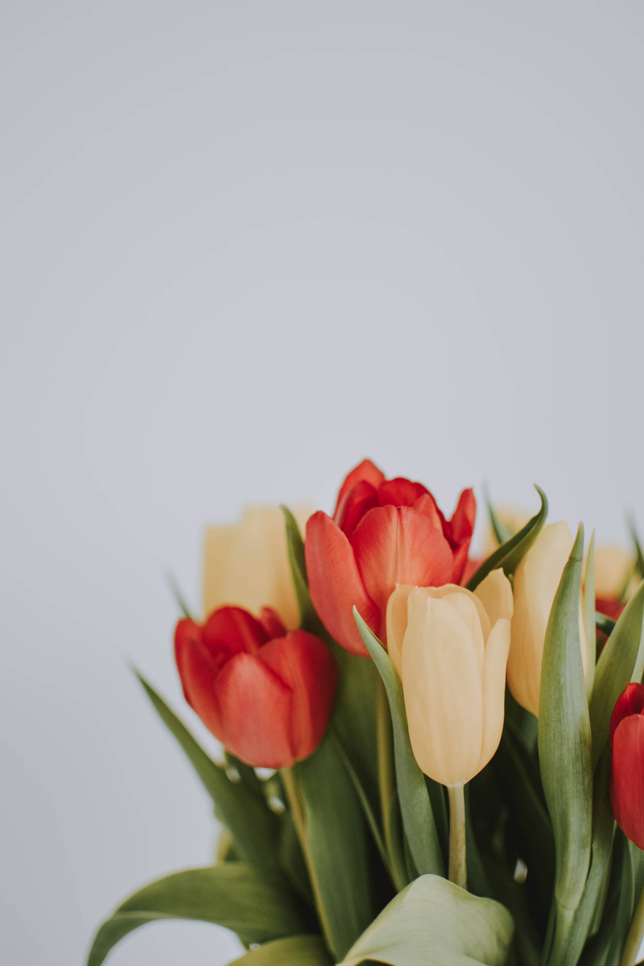 Full Screen 4k Flowers Tulip Aesthetic Background