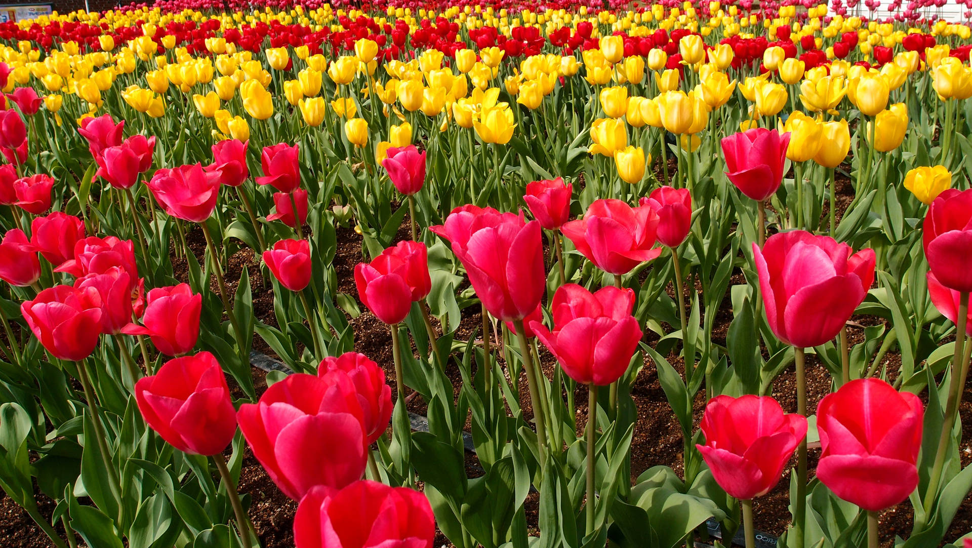 Full Screen 4k Flowers Tulip Field Background