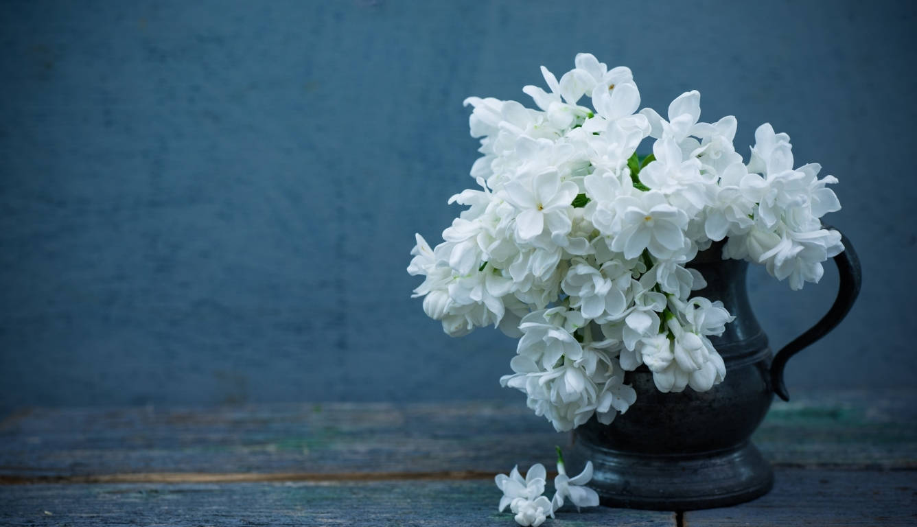 Full Screen 4k Flowers White Lilacs Background