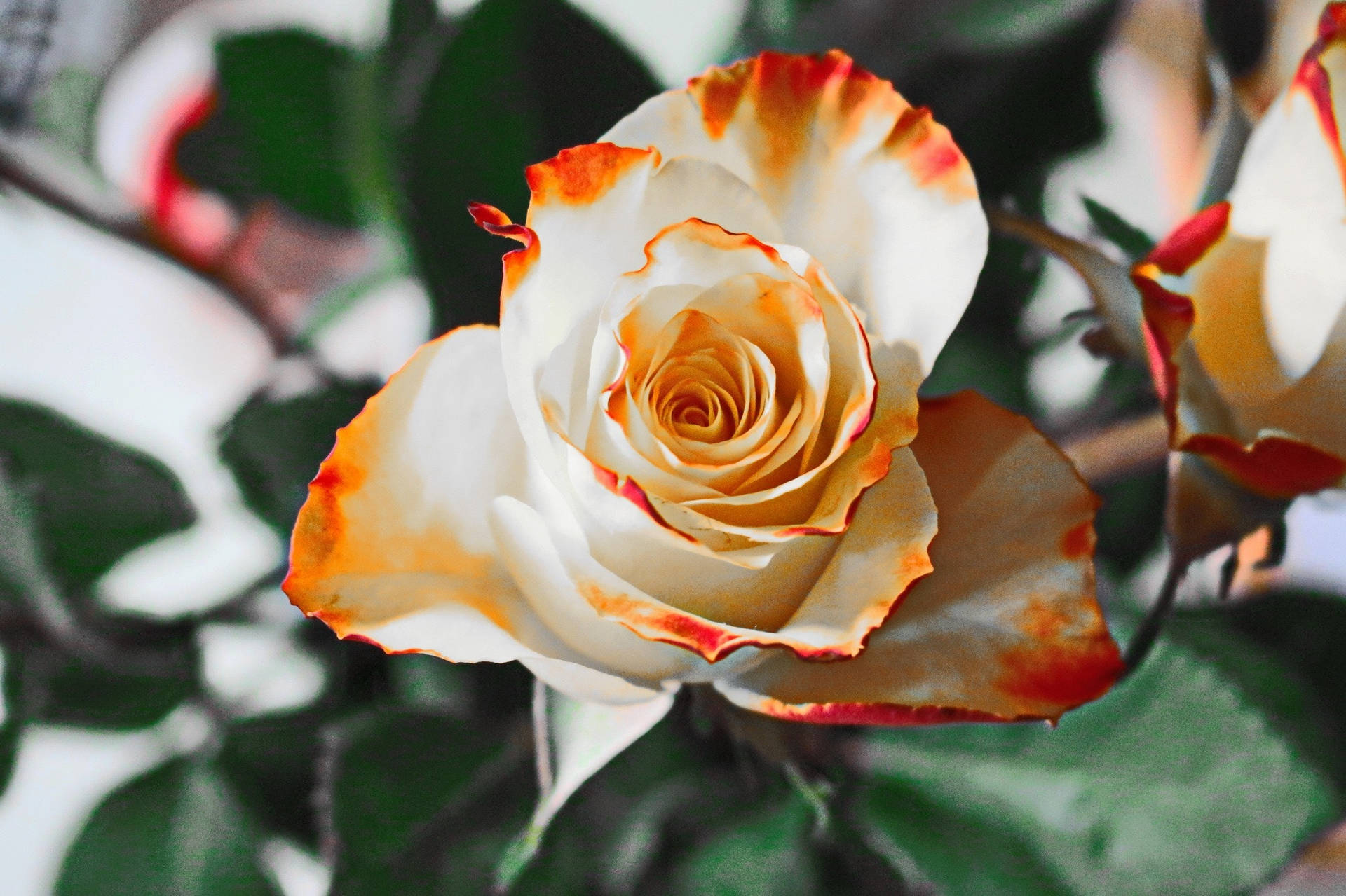 Full Screen 4k Flowers White Orange Rose Background