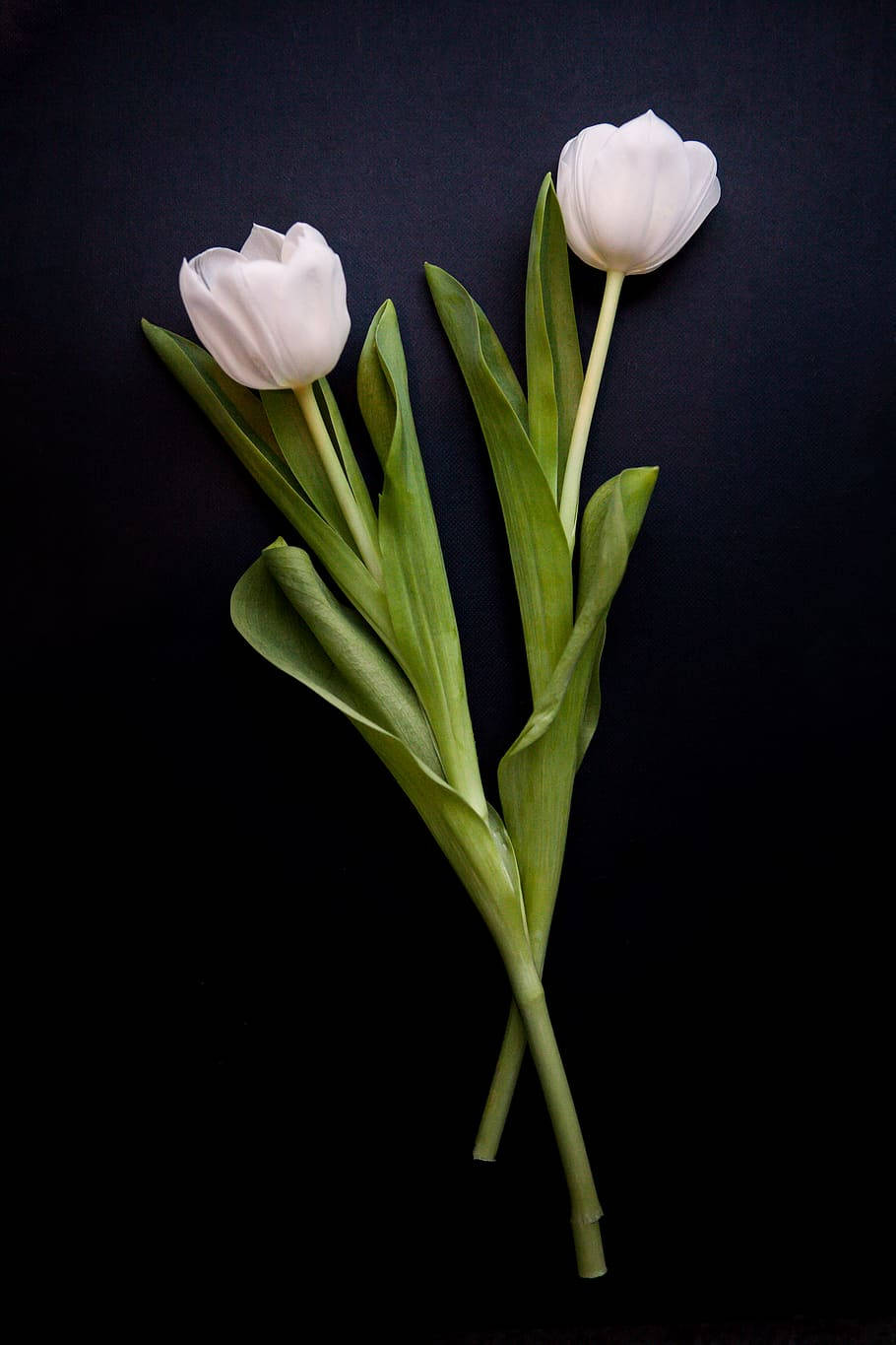 Full Screen 4k Flowers White Tulip Portrait