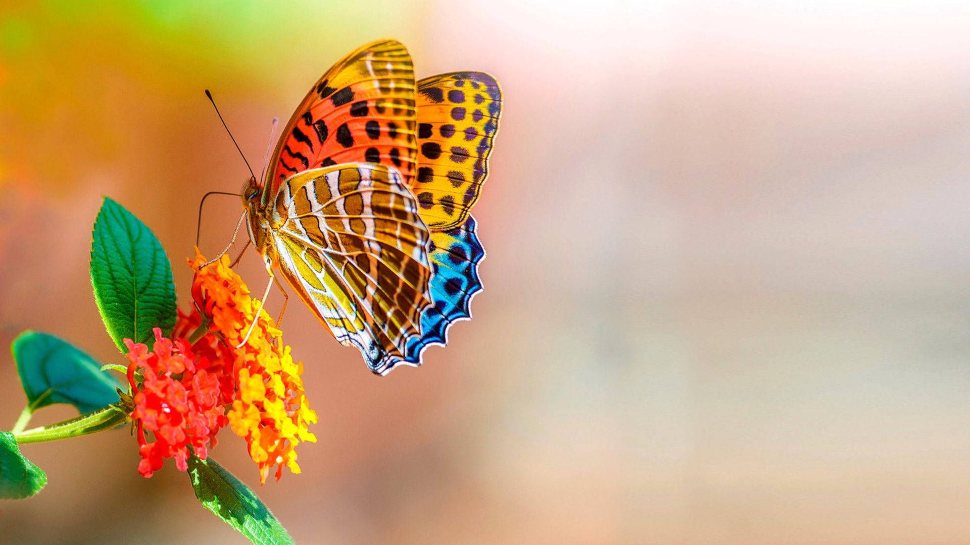 Full Screen 4k Flowers With Butterfly Background