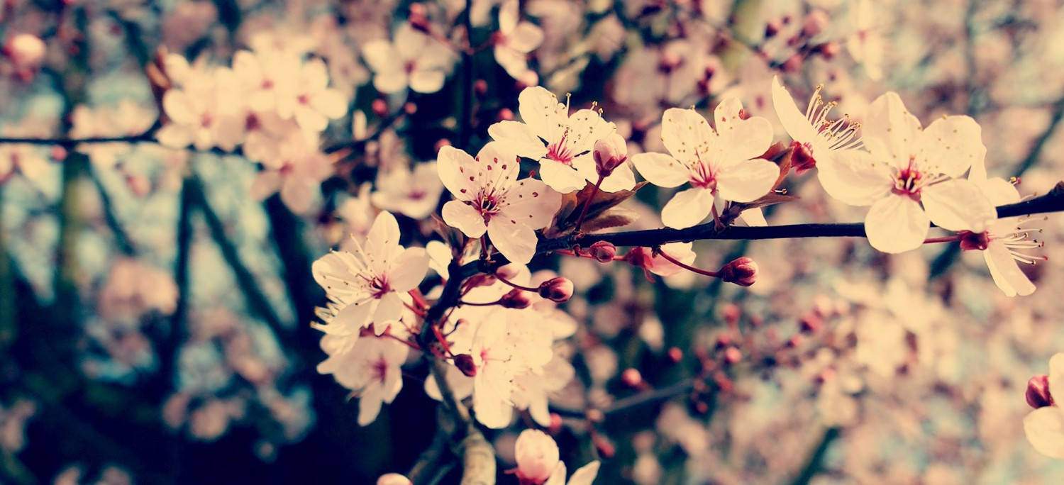 Full Screen Blumen Image Background