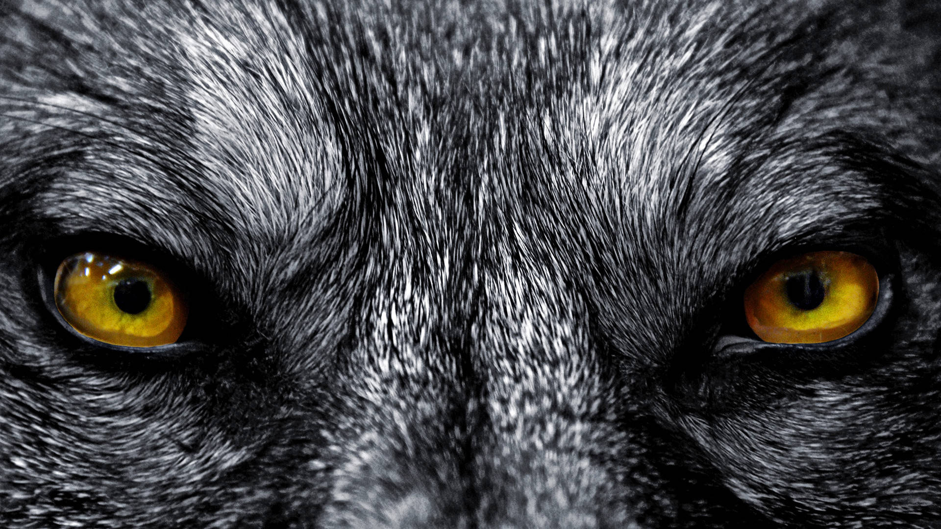 Full Screen Hd Close-up Of Wolf Background