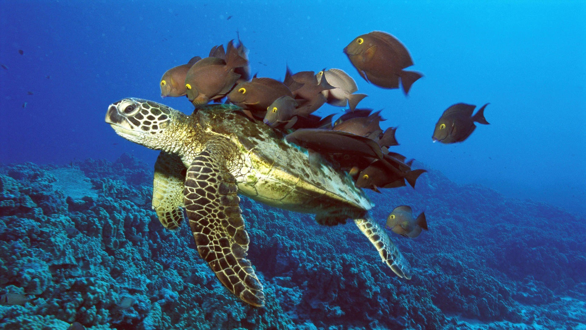 Full Screen Hd Of Turtle Underwater Background