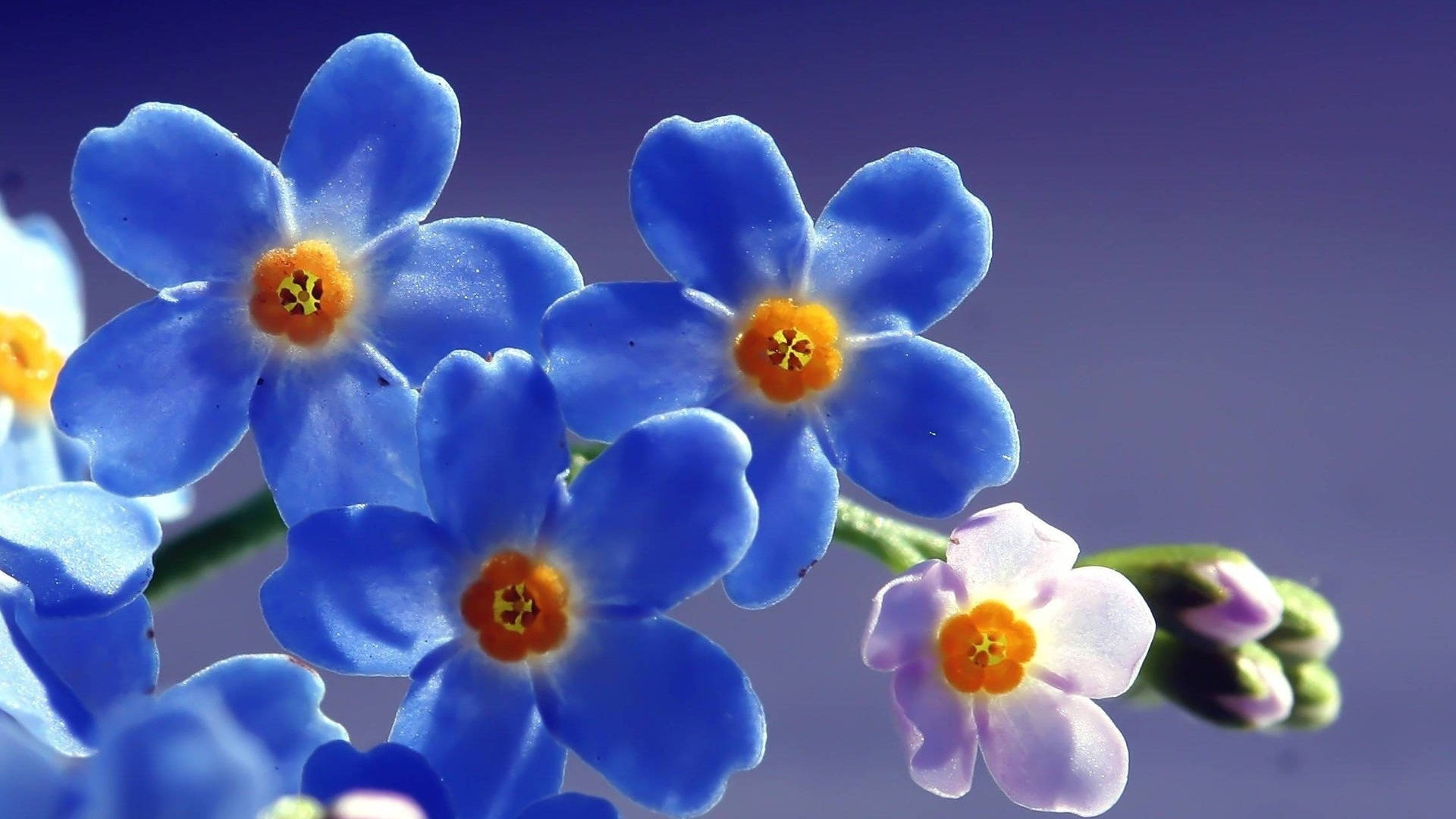 Full Screen Sunlit Blue Forget-me-nots 4k Wallpaper Background