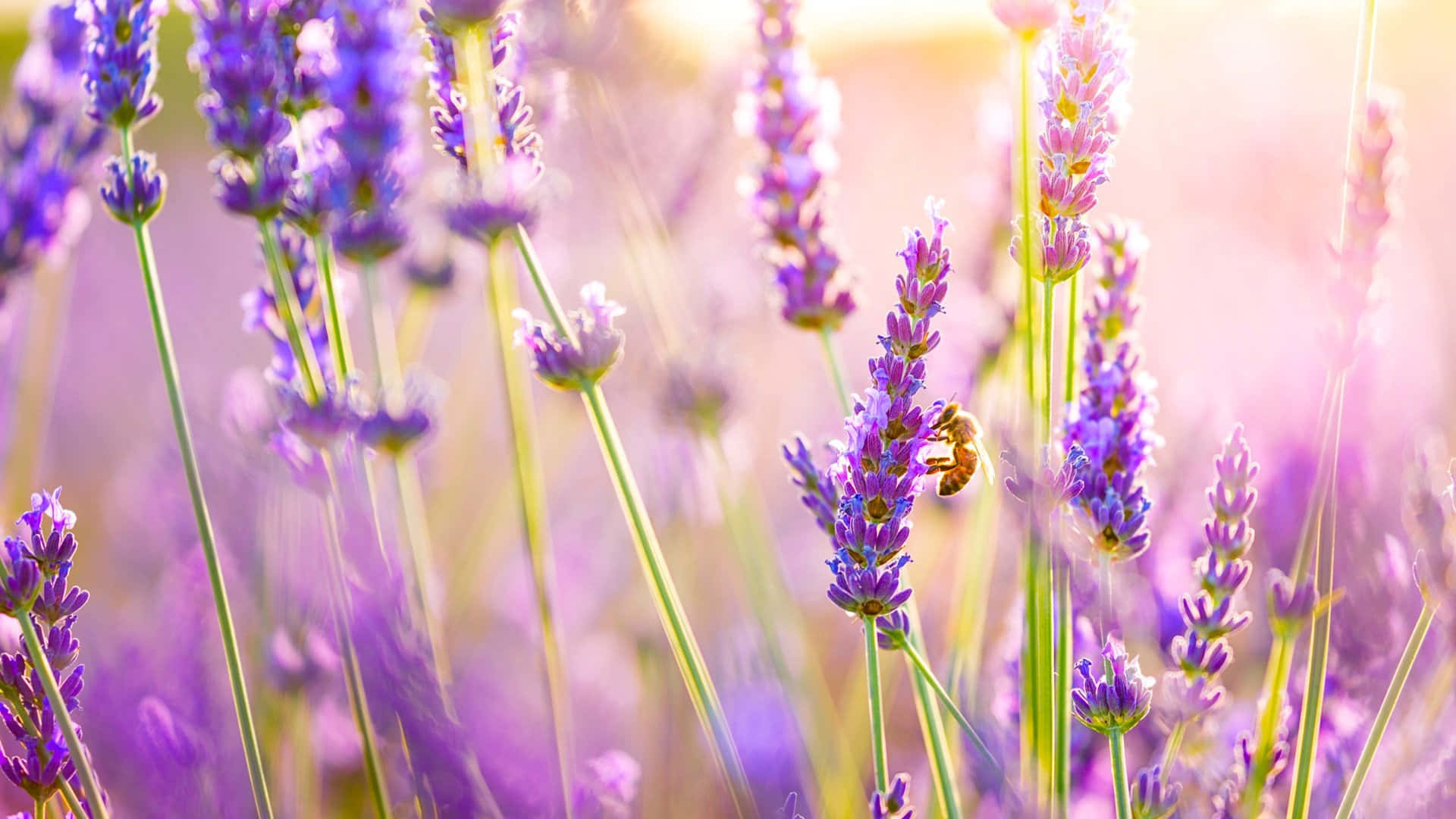 Fully Bloomed Lavender Flowers Field Close-up Background