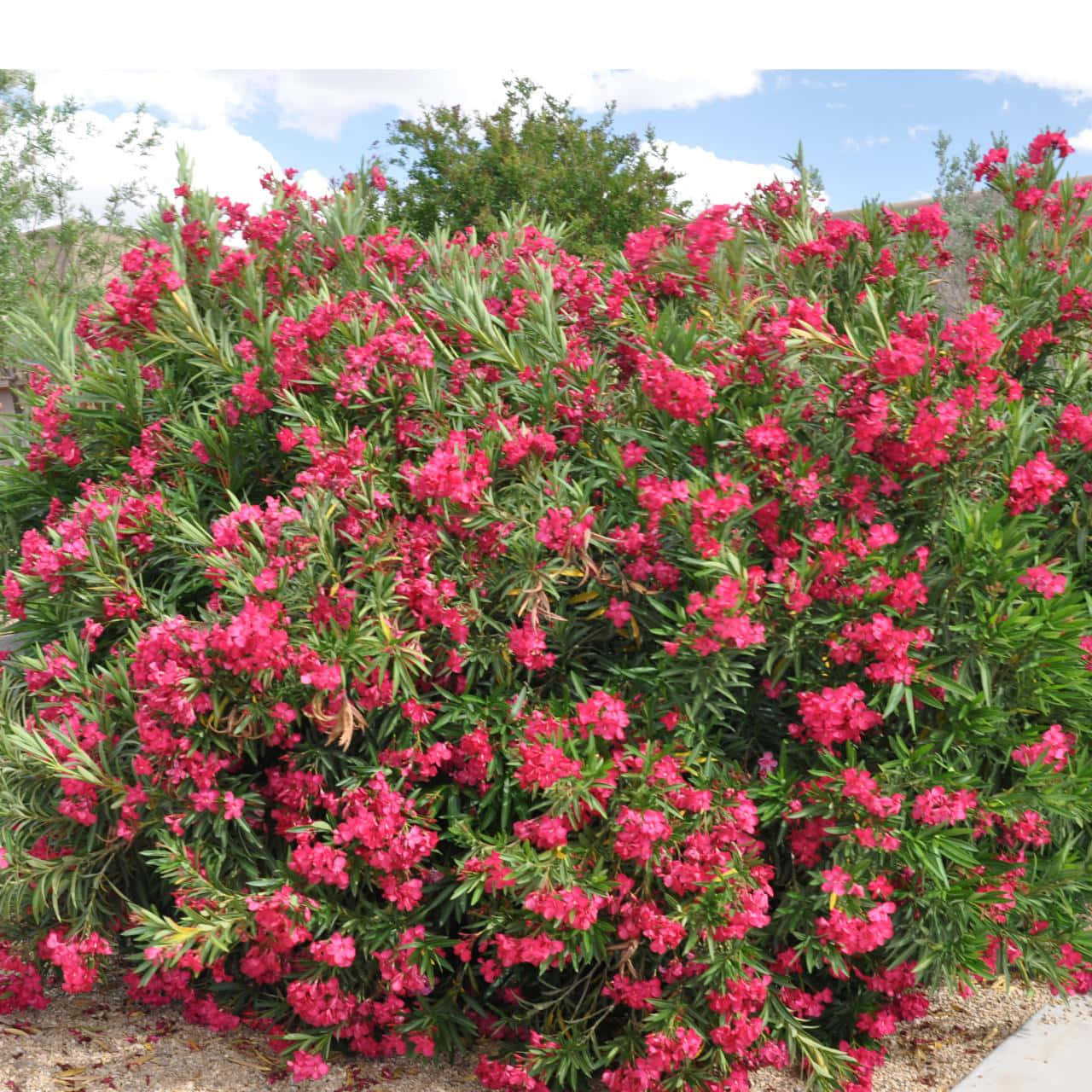 Fully Bloomed Oleander Bush Flowers Background