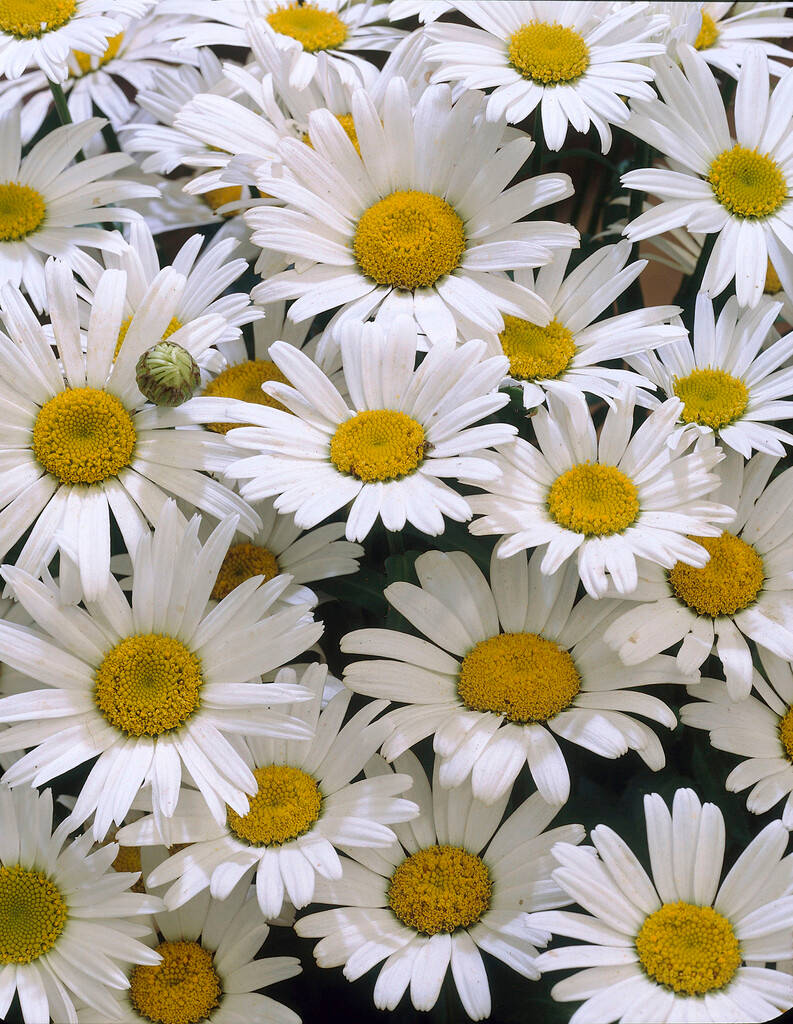 Fully Bloomed White Flower Iphone Background