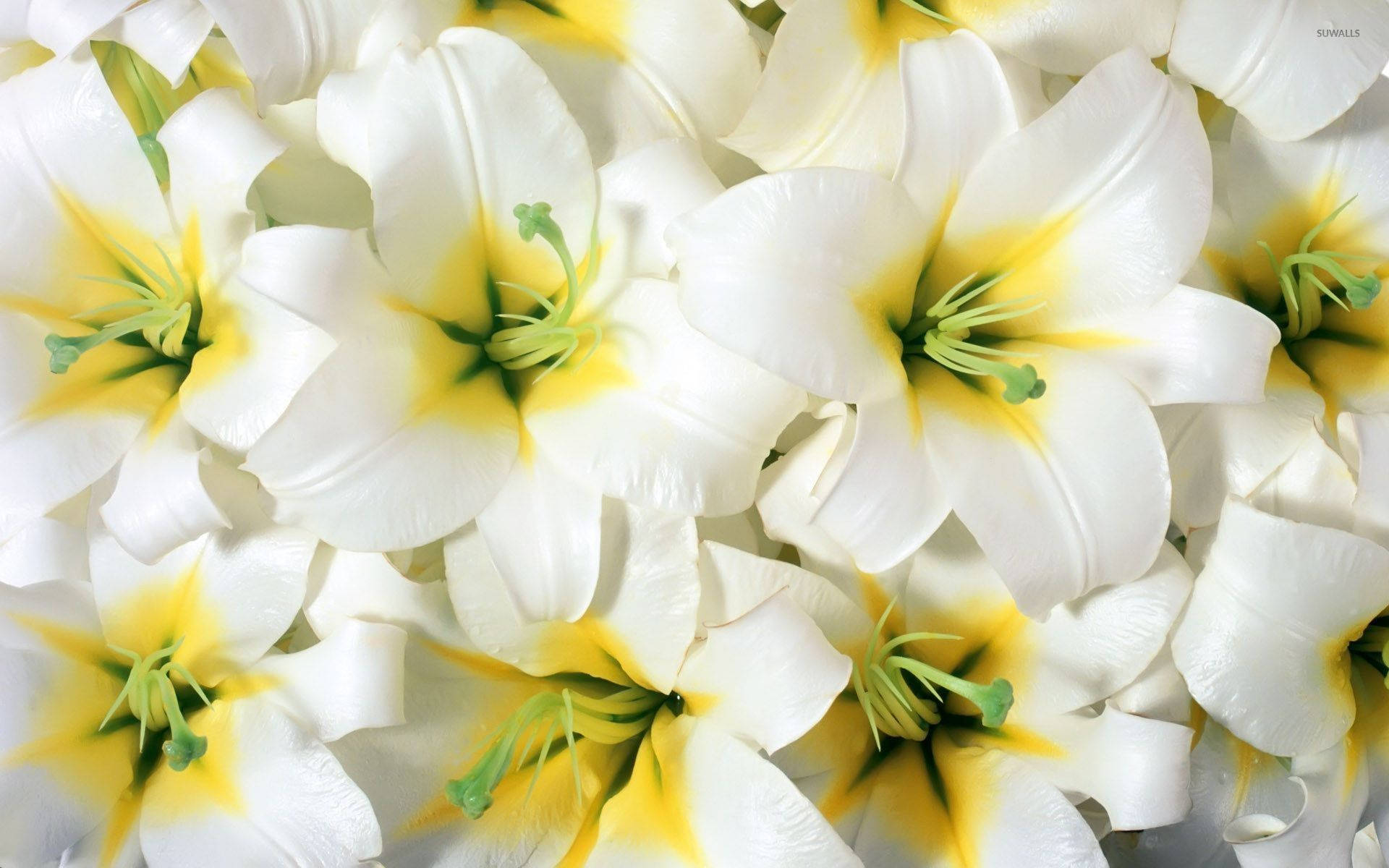 Fully-bloomed White Lily Flowers Background