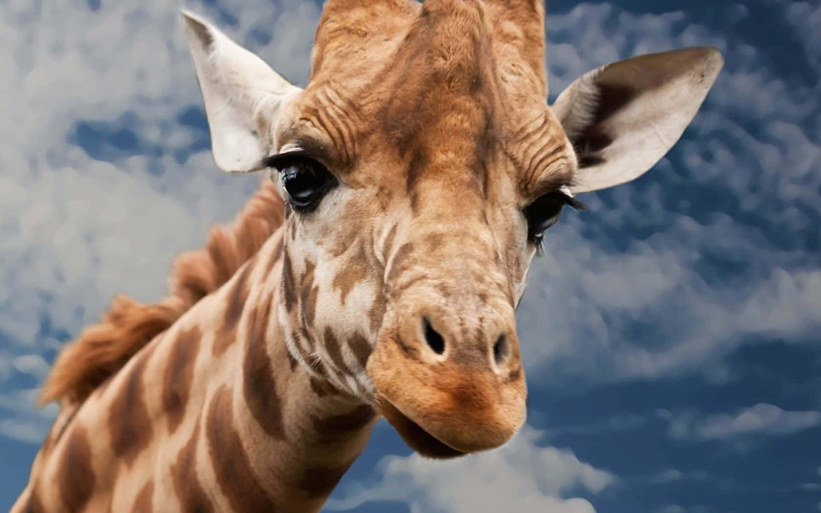 Fun And Fabulous: This Giraffe Is Up For Anything! Background