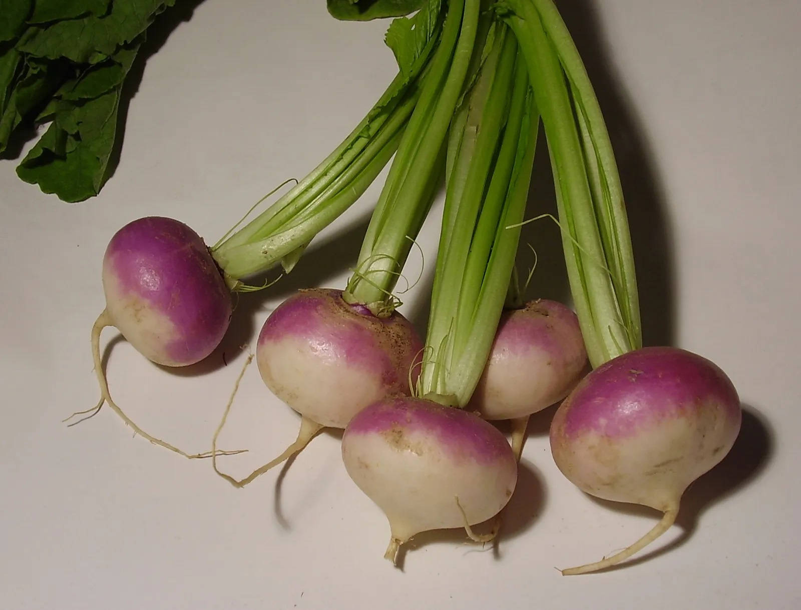 Fun Size Turnips Background